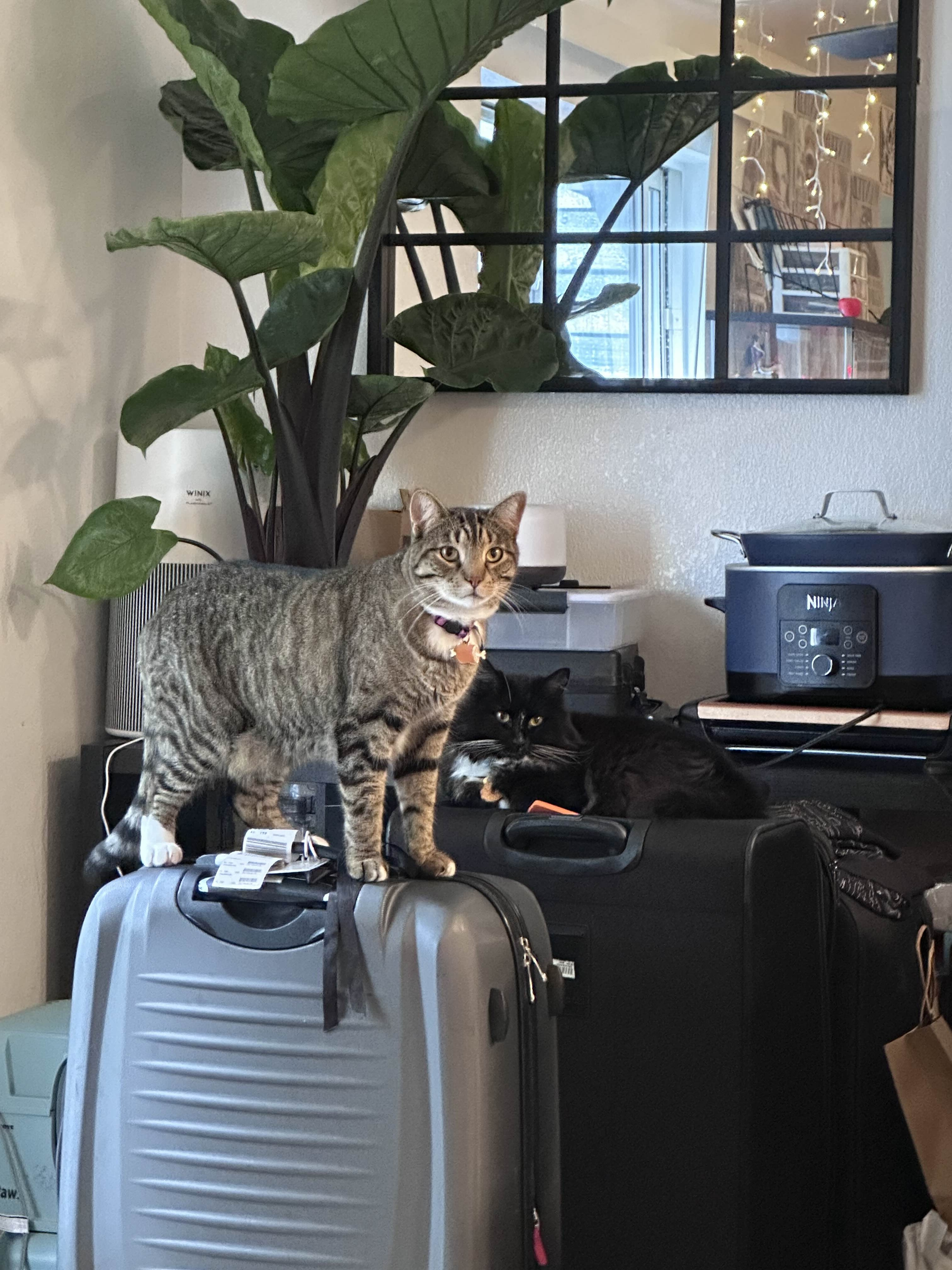 Save Ace: Help Medli and Nathan's Cat campaign photo, 4 of 8