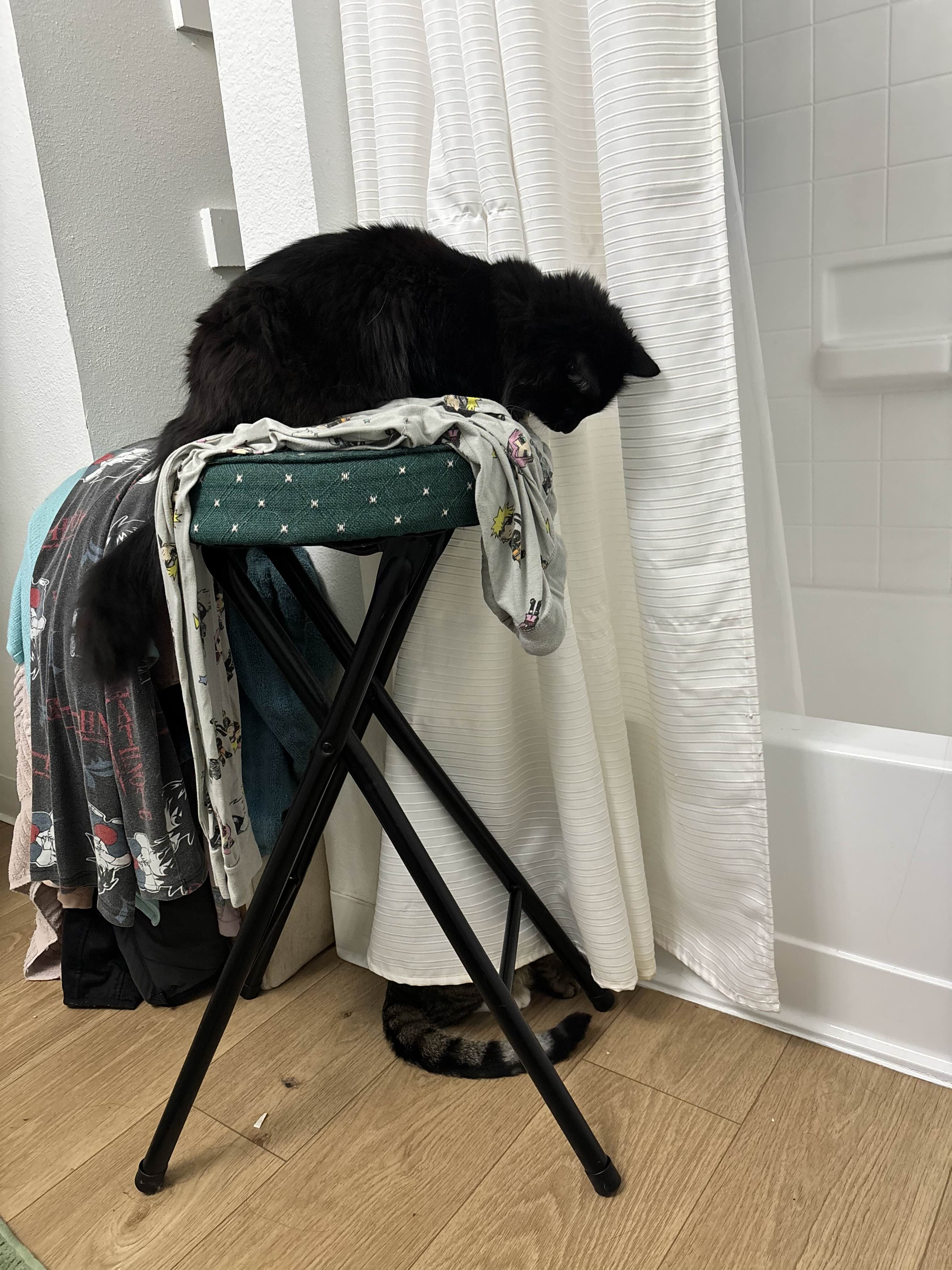 Save Ace: Help Medli and Nathan's Cat campaign photo, 5 of 8