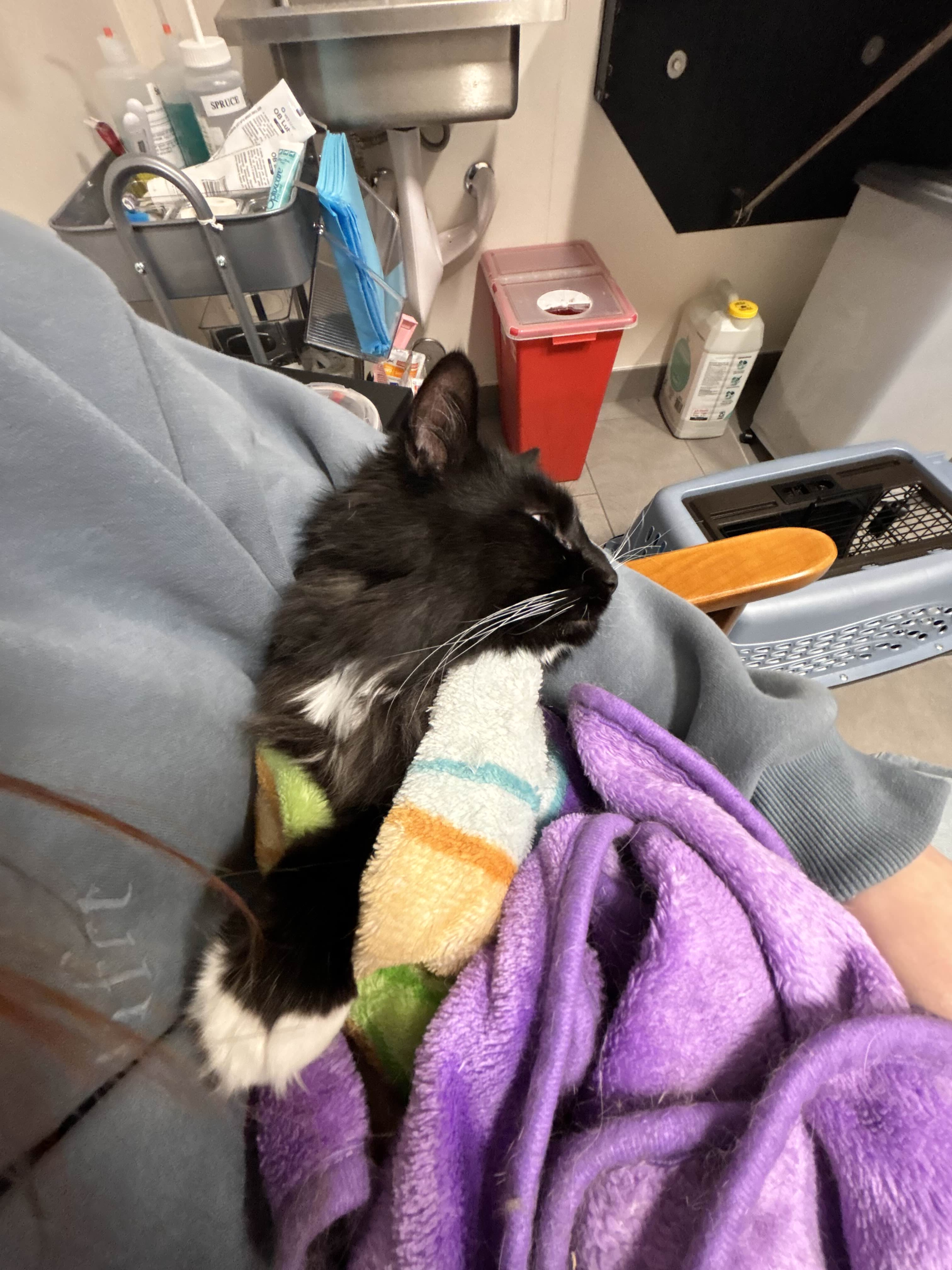 Save Ace: Help Medli and Nathan's Cat campaign photo, 6 of 8