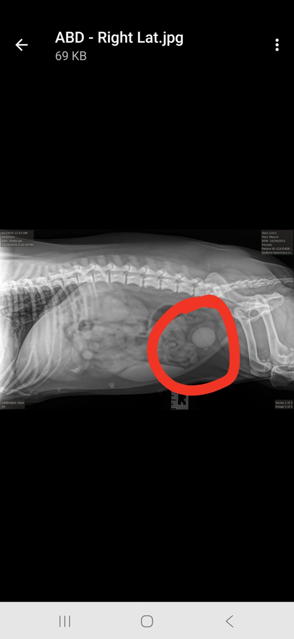 Help Wayne's Dachshund Get Life-Saving Surgery campaign photo, 6 of 7
