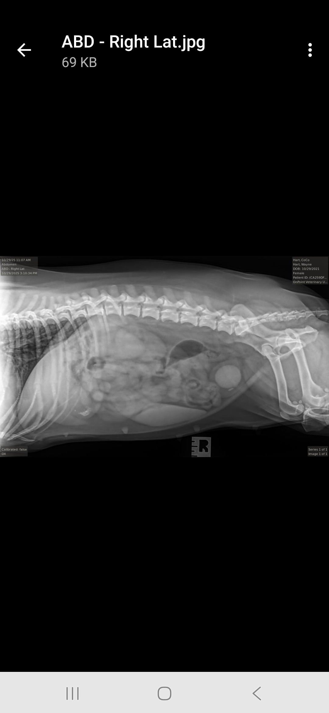 Help Wayne's Dachshund Get Life-Saving Surgery campaign photo, 2 of 7