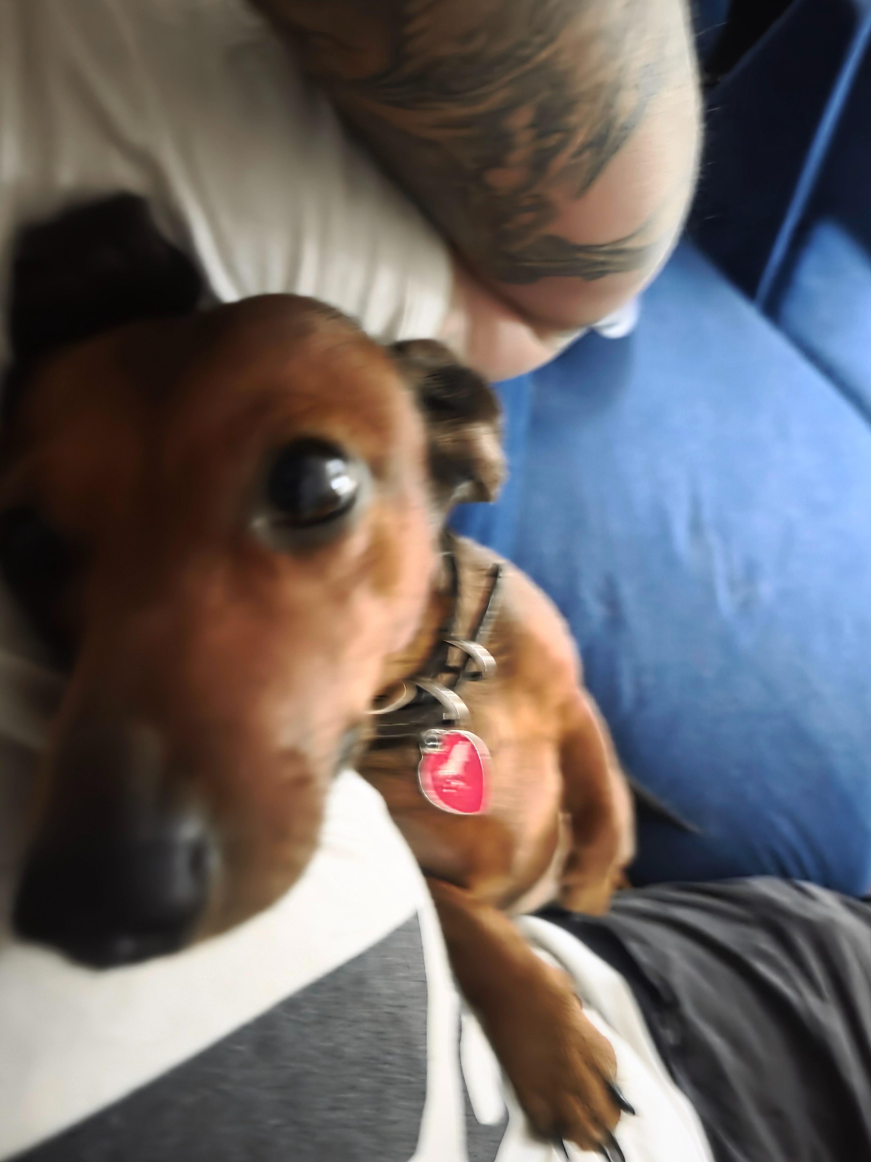 Help Wayne's Dachshund Get Life-Saving Surgery campaign photo, 4 of 7