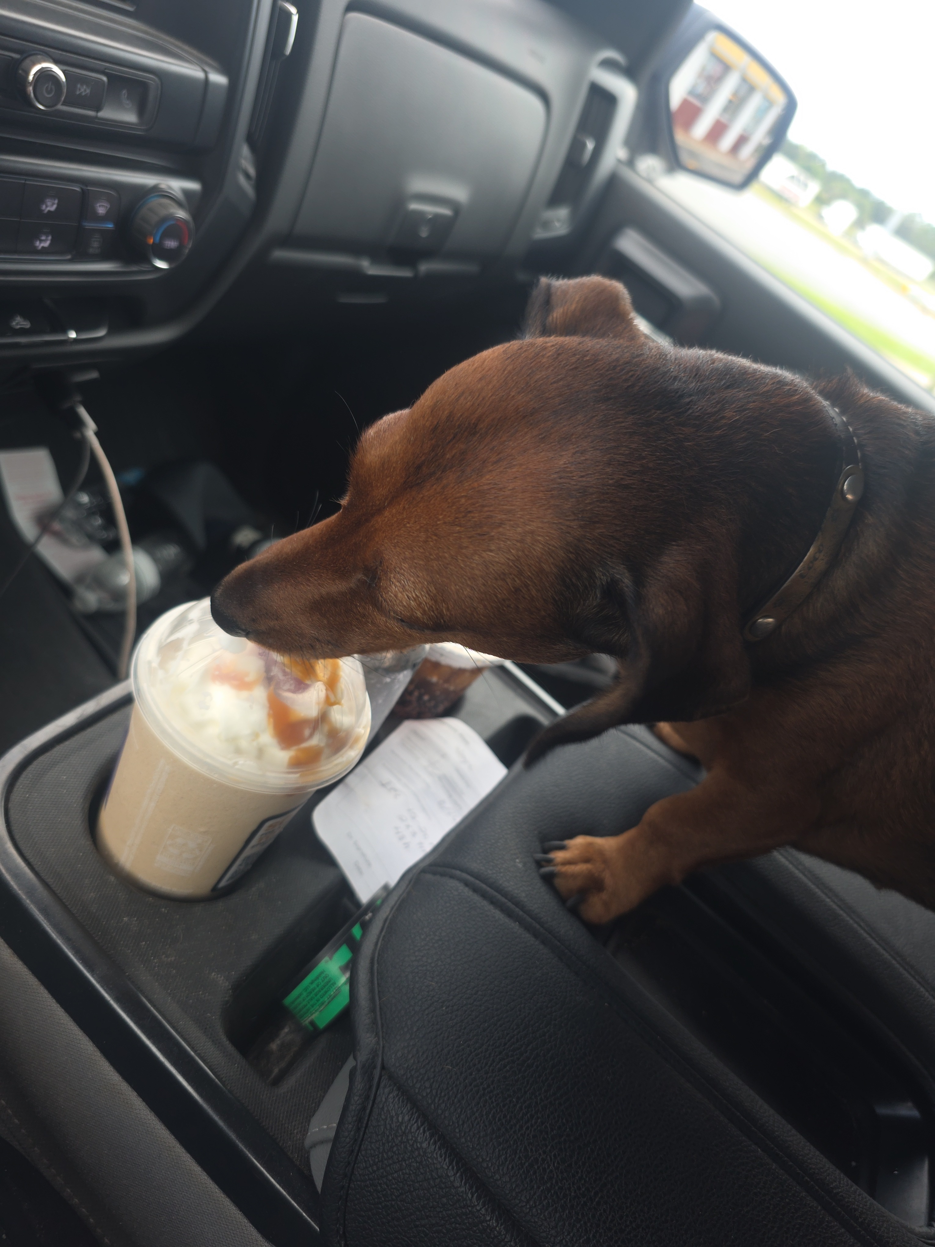 Help Wayne's Dachshund Get Life-Saving Surgery campaign photo, 5 of 7