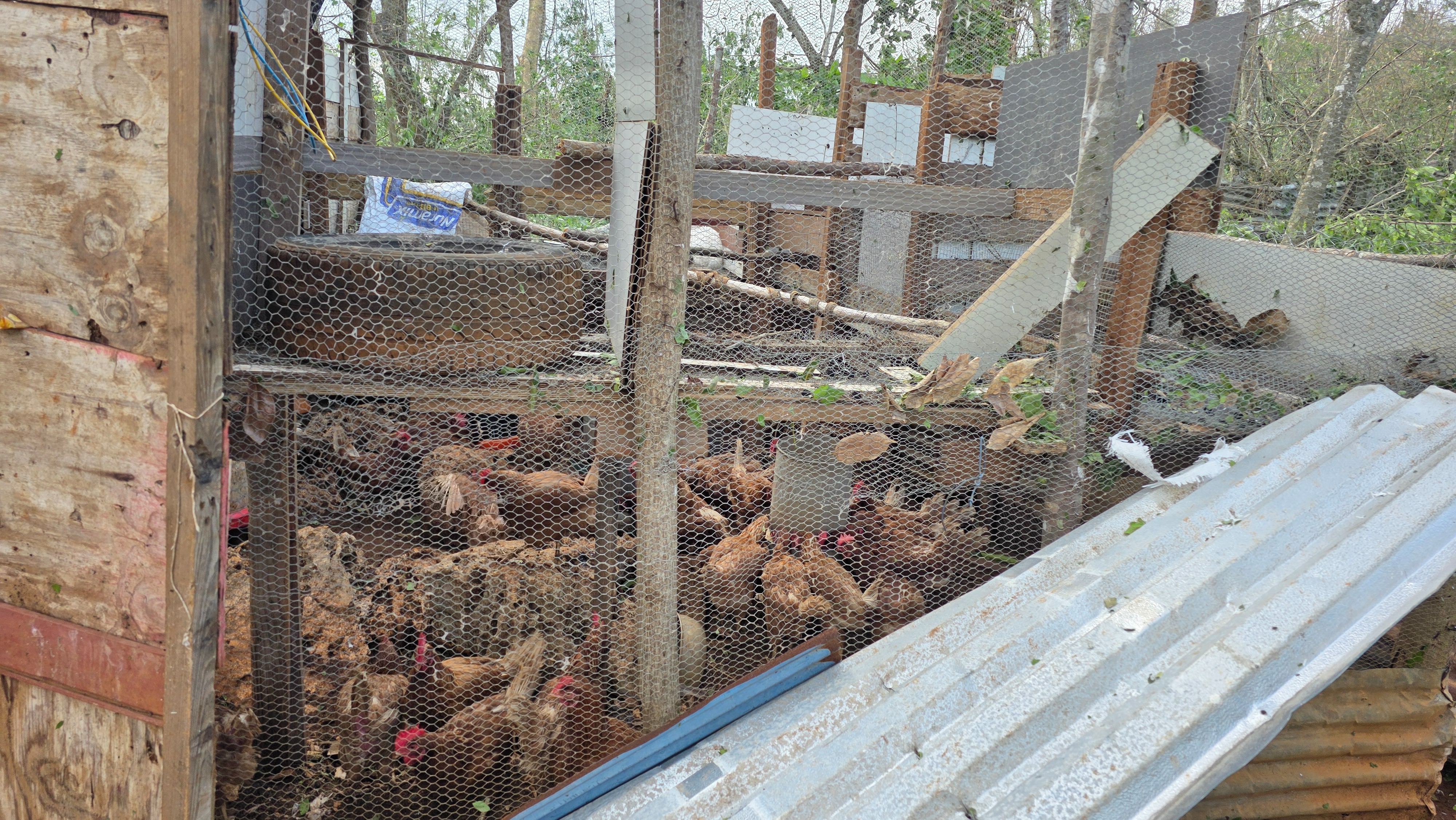 Support RODA Livestock Farm and Community Recovery in St Ann campaign photo, 4 of 8