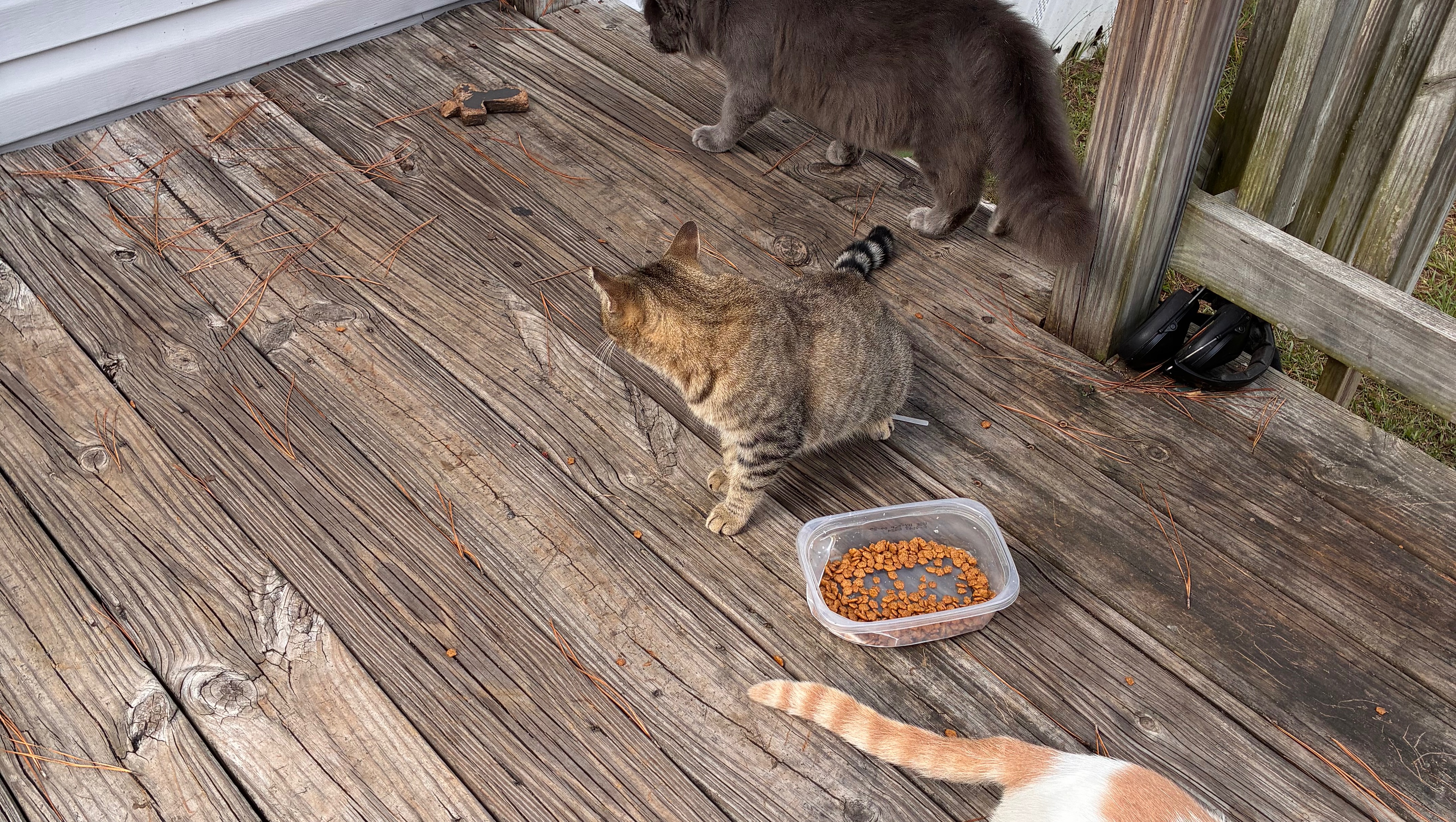 Donate to Keep Stray Cats Warm and Fed photo
