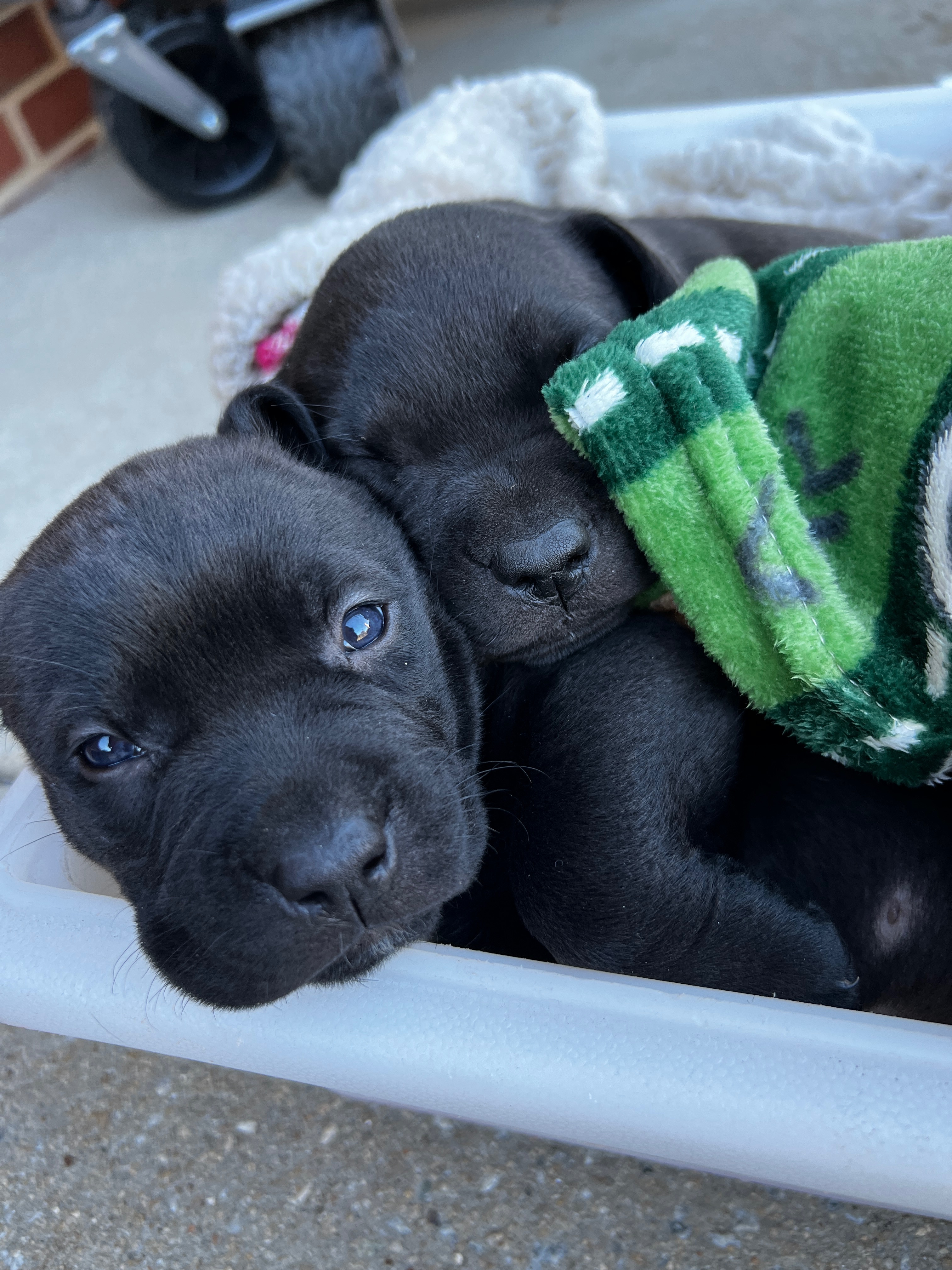 Bring Lyrik and Johandry's Dogs Back Home campaign photo, 4 of 8