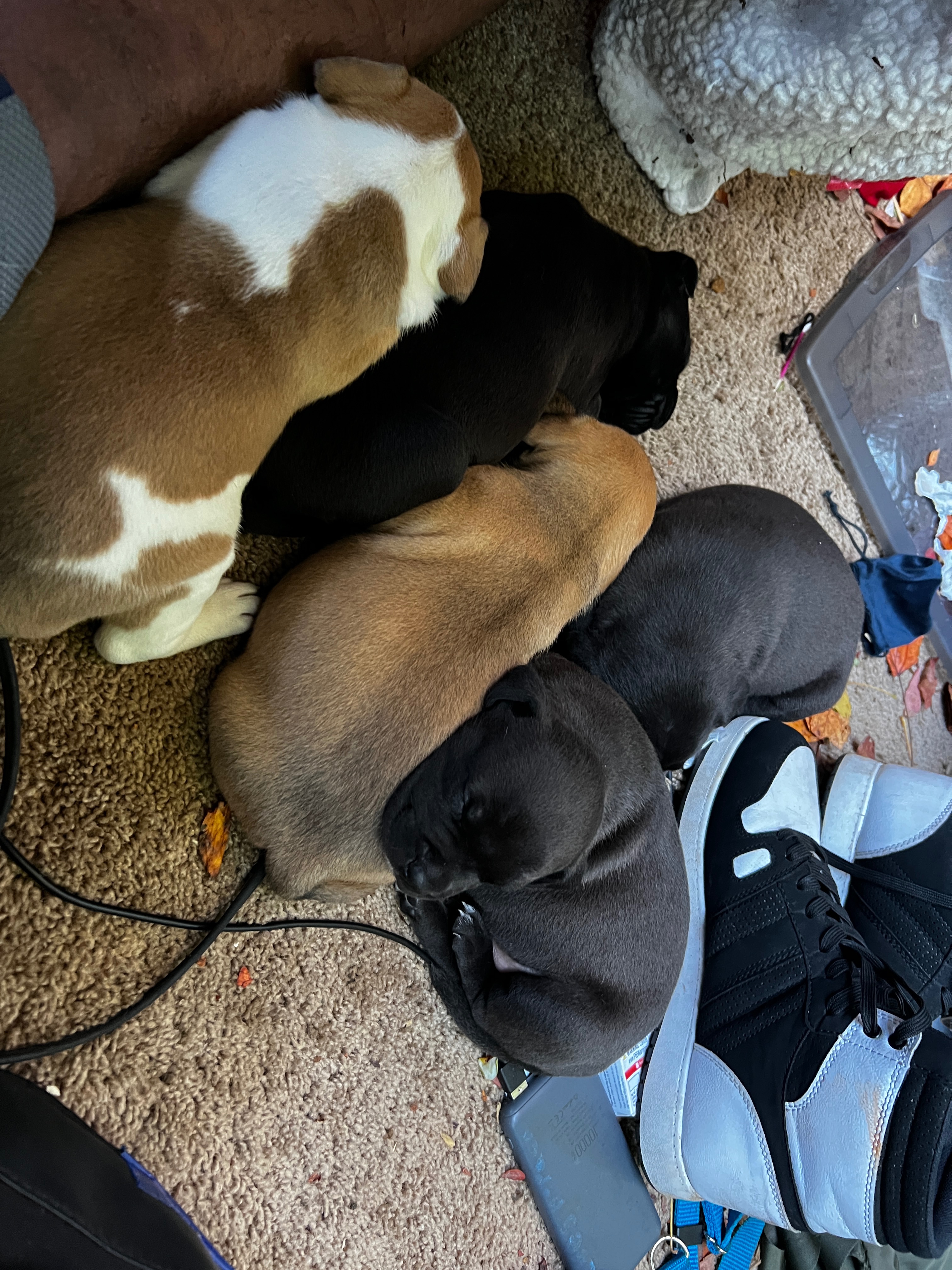 Bring Lyrik and Johandry's Dogs Back Home campaign photo, 5 of 8