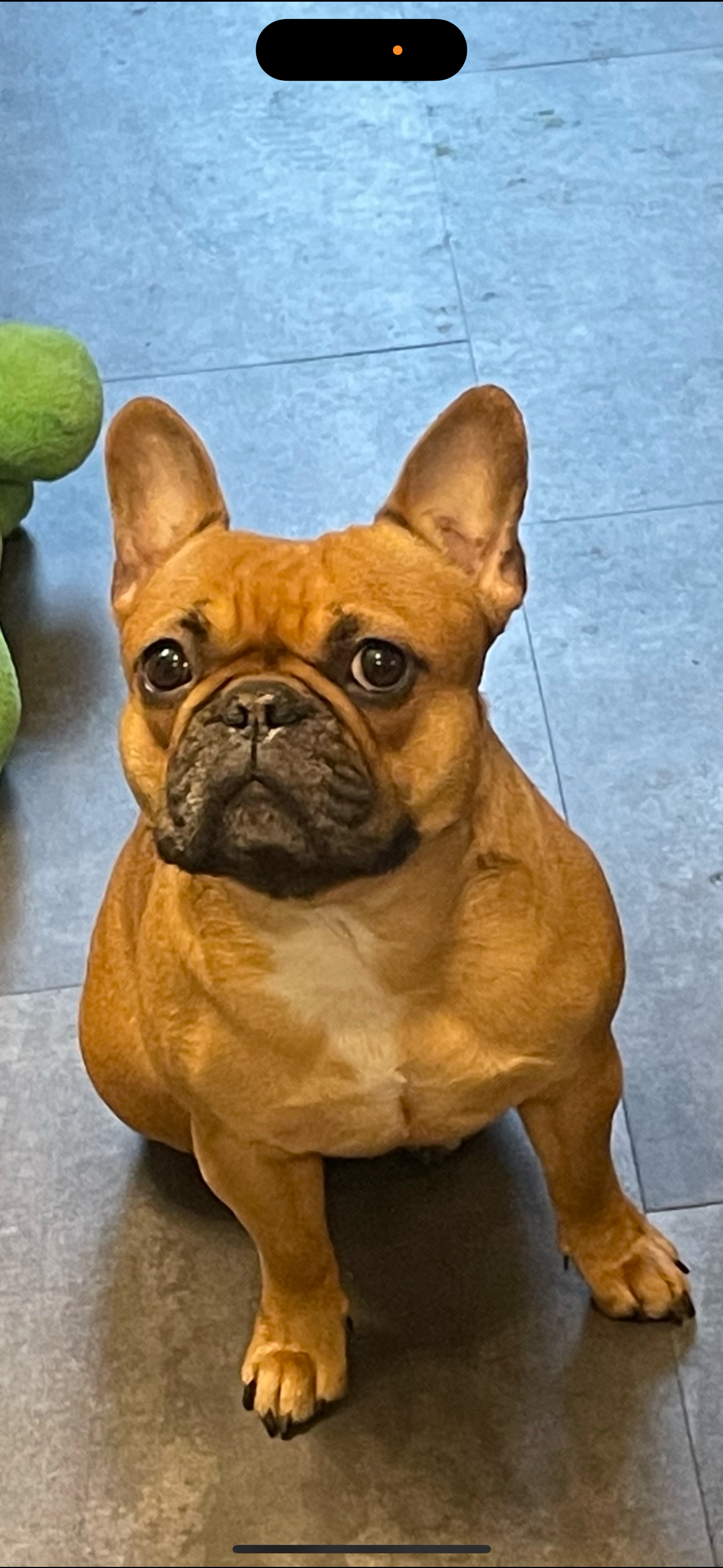 Save Olive: Emergency Surgery Needed campaign photo, 2 of 5
