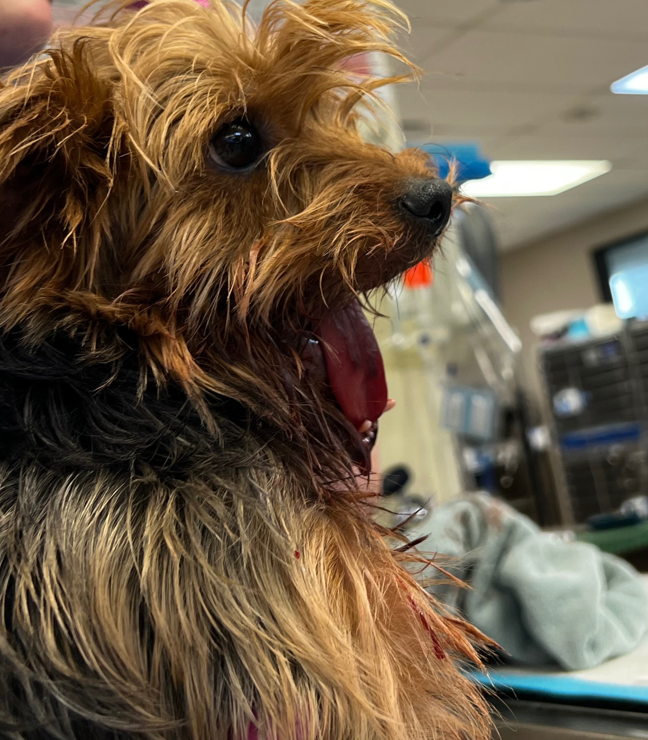 Help Coco Recover from Pitbull Attack campaign photo, 2 of 4