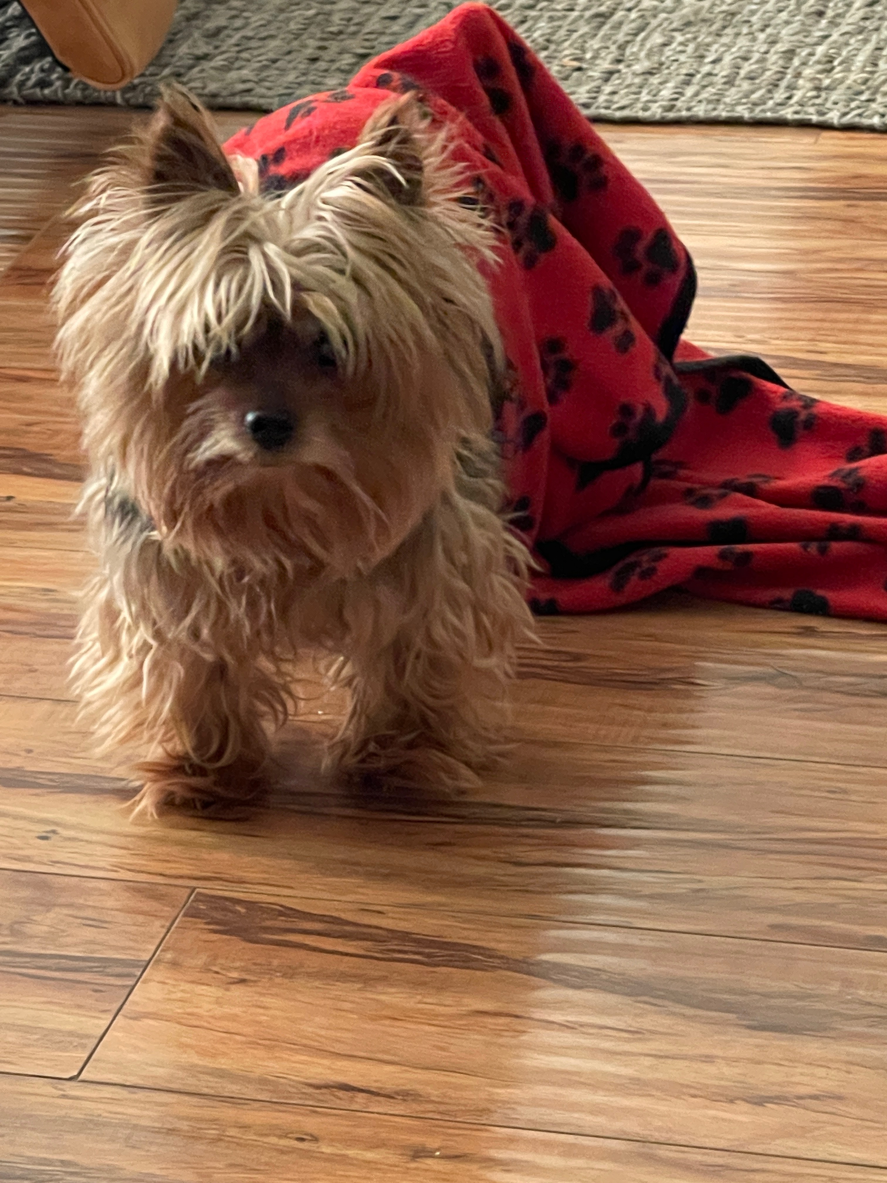 Help Bentley Cross the Rainbow Bridge campaign photo, 2 of 8