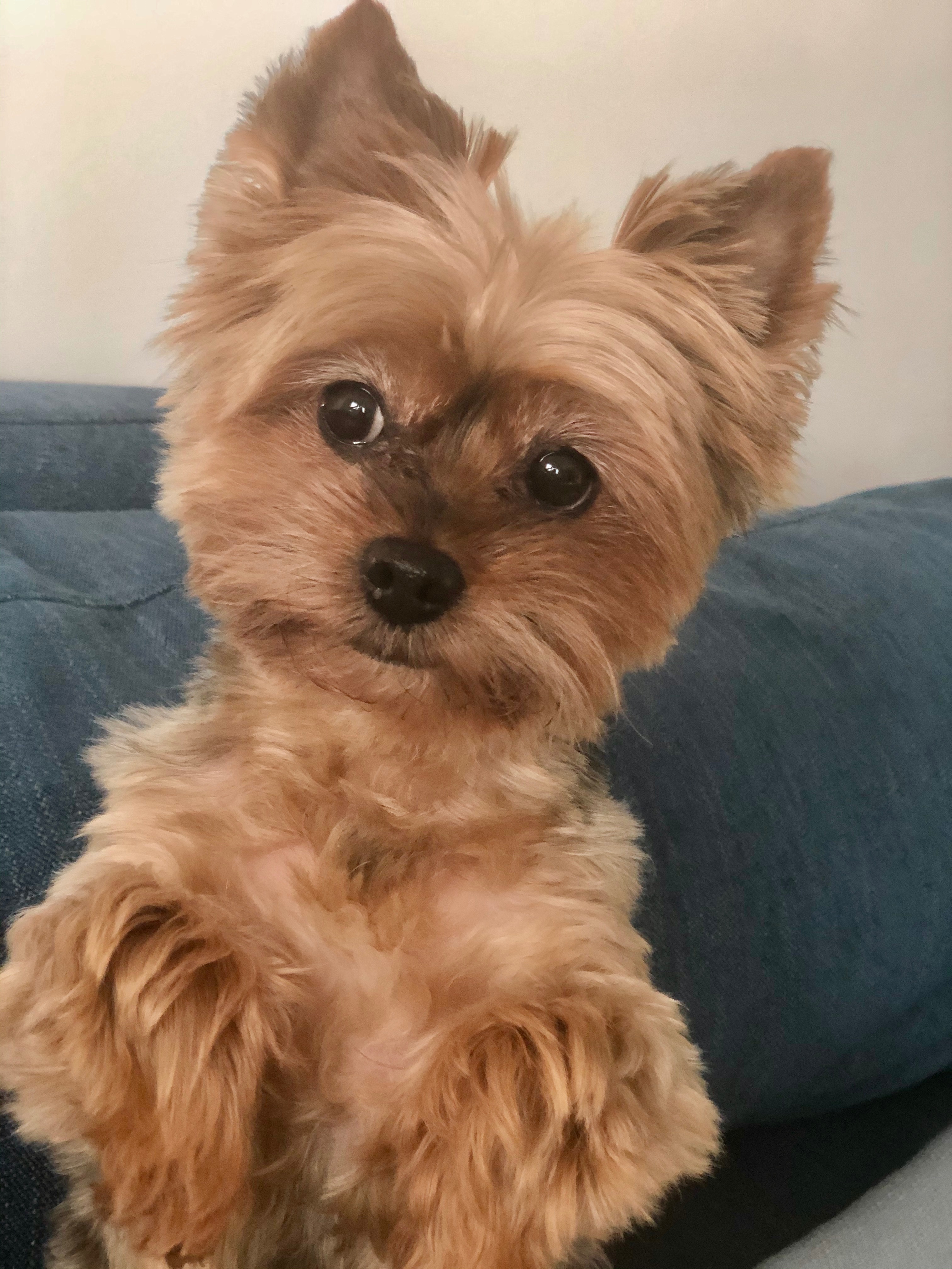 Help Bentley Cross the Rainbow Bridge campaign photo, 6 of 8