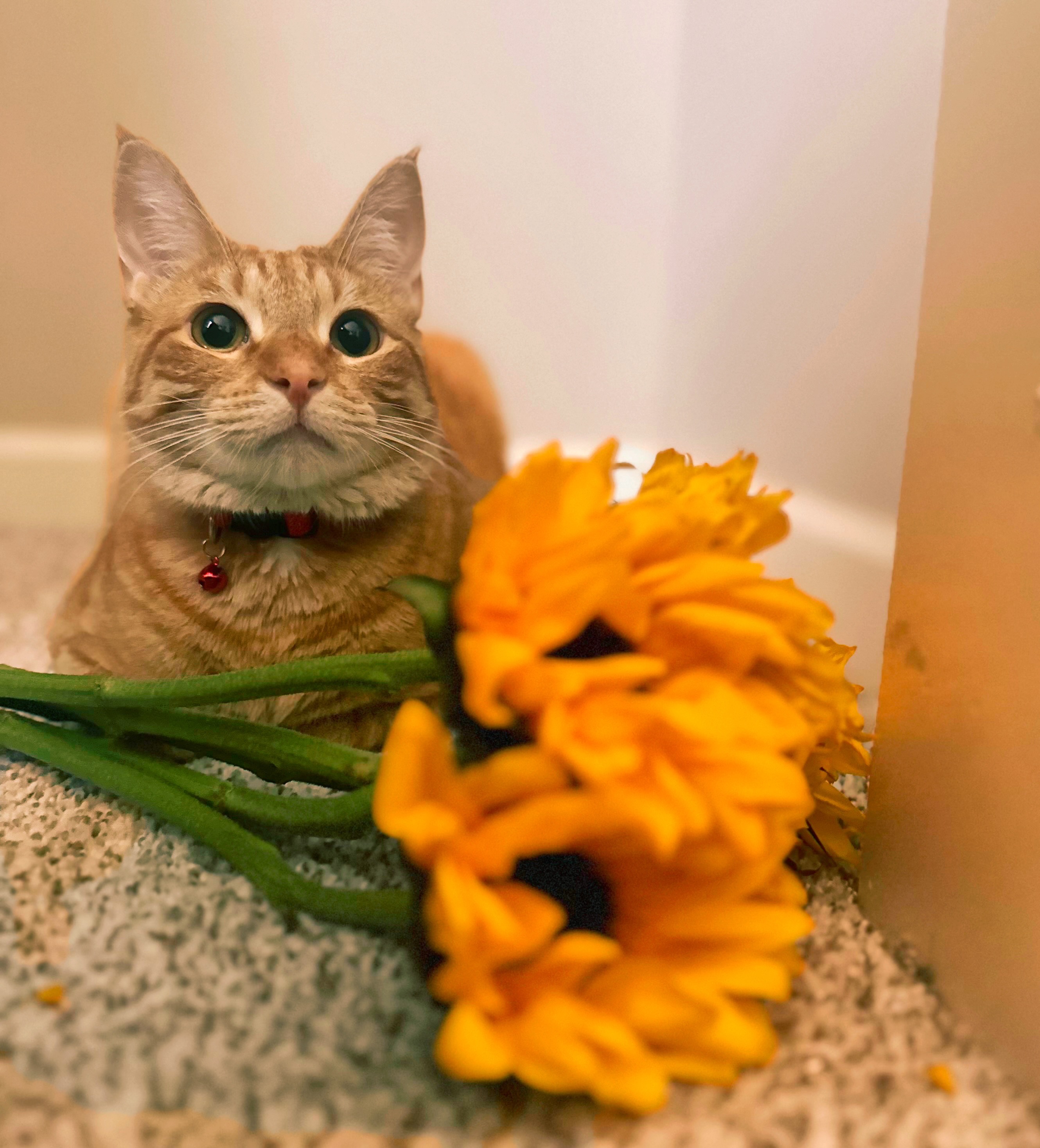 Save Mango's Life: Donate for Surgery campaign photo, 7 of 8