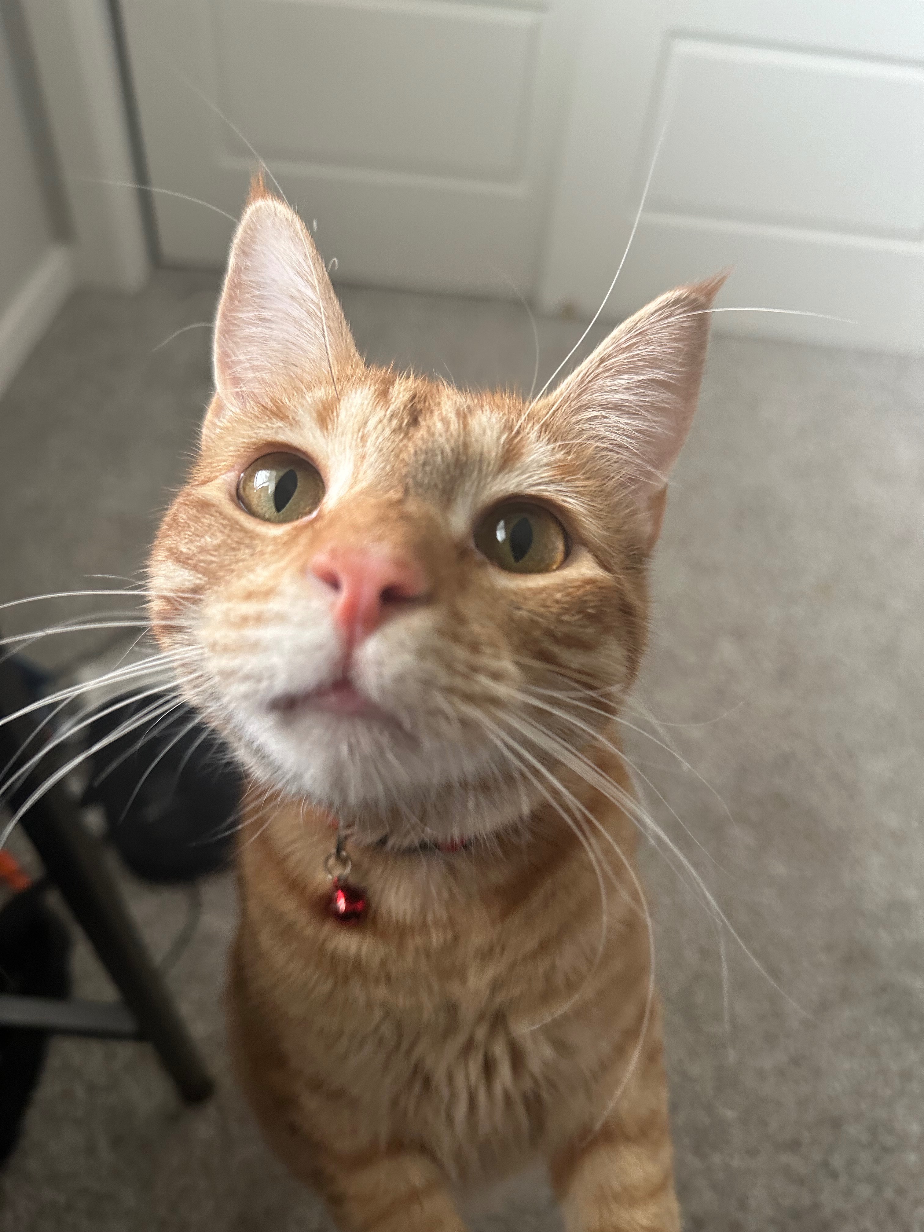 Save Mango's Life: Donate for Surgery campaign photo, 4 of 8