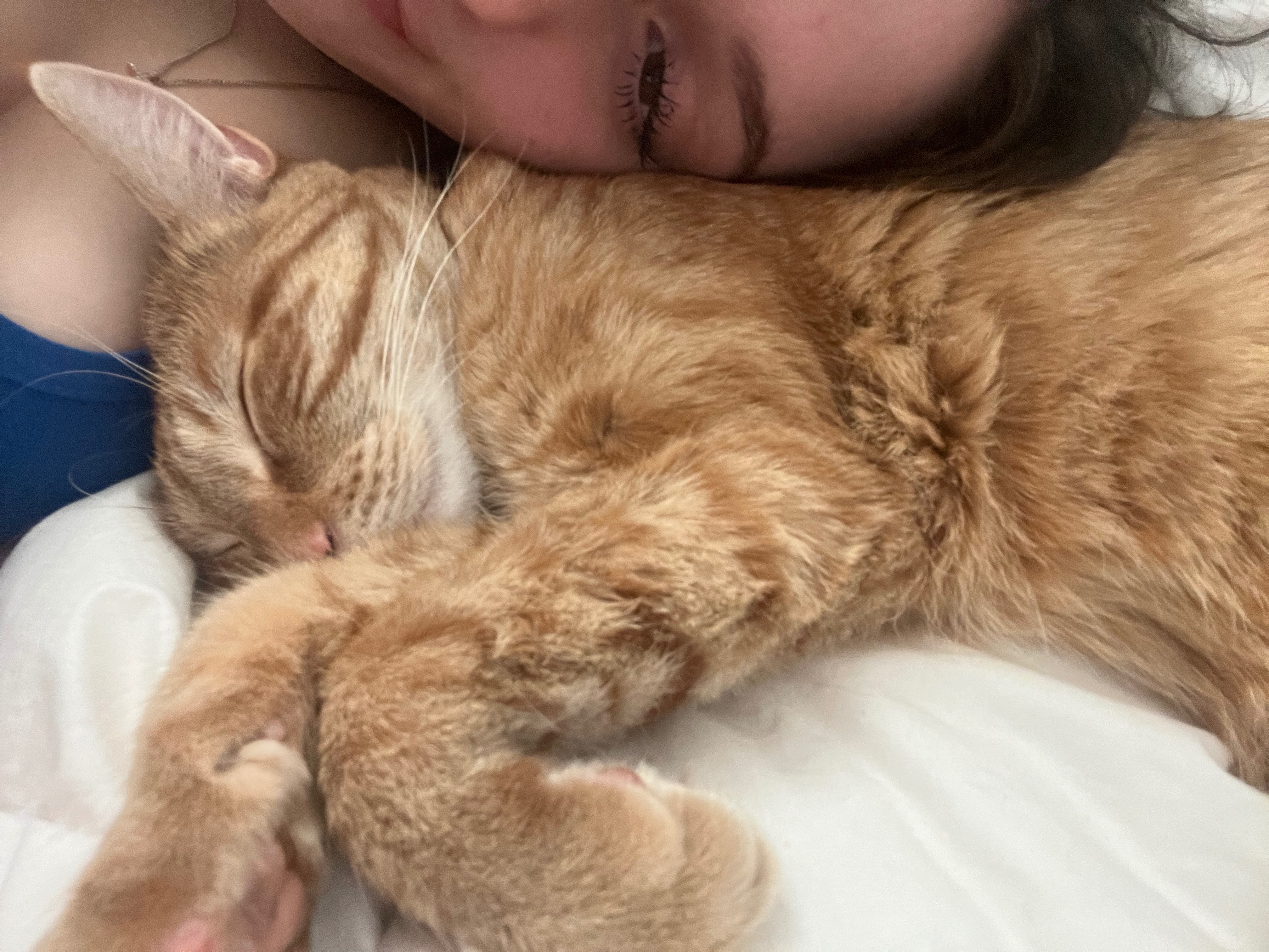 Save Mango's Life: Donate for Surgery campaign photo, 6 of 8