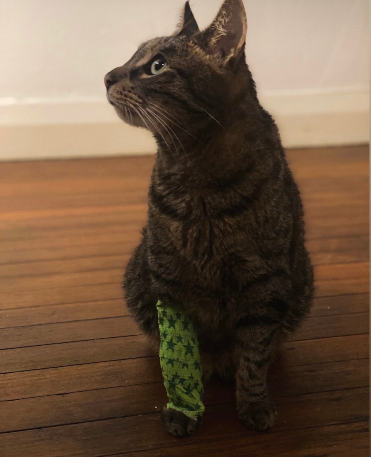 Help Save Duke – Our Gentle Little Fighter campaign photo, 7 of 8