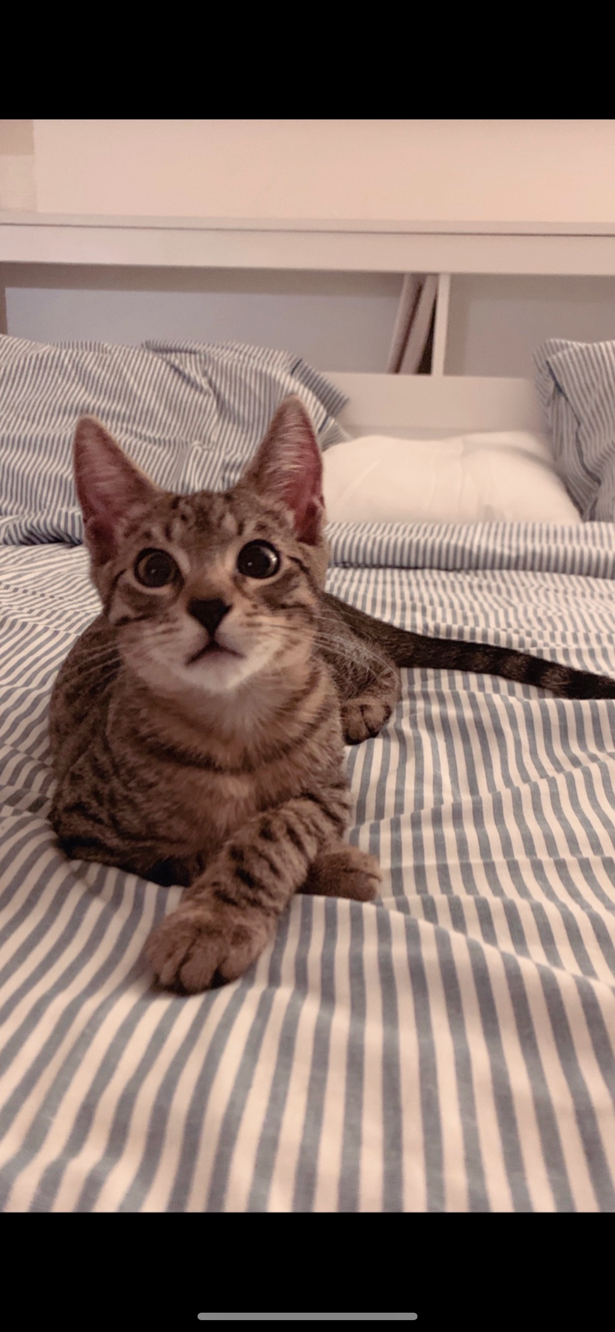 Help Save Duke – Our Gentle Little Fighter campaign photo, 5 of 8
