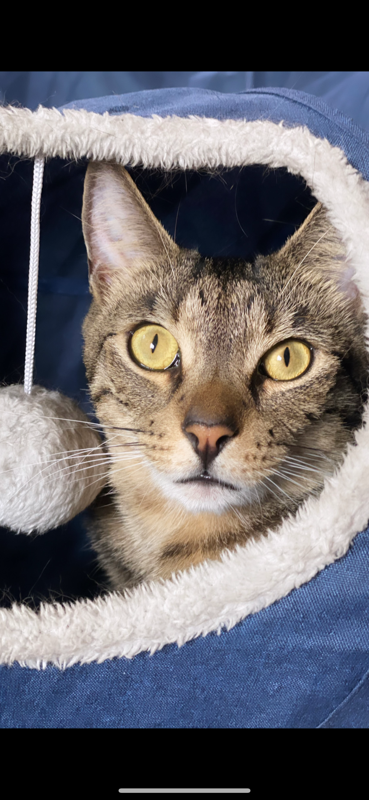 Help Save Duke – Our Gentle Little Fighter campaign photo, 6 of 8