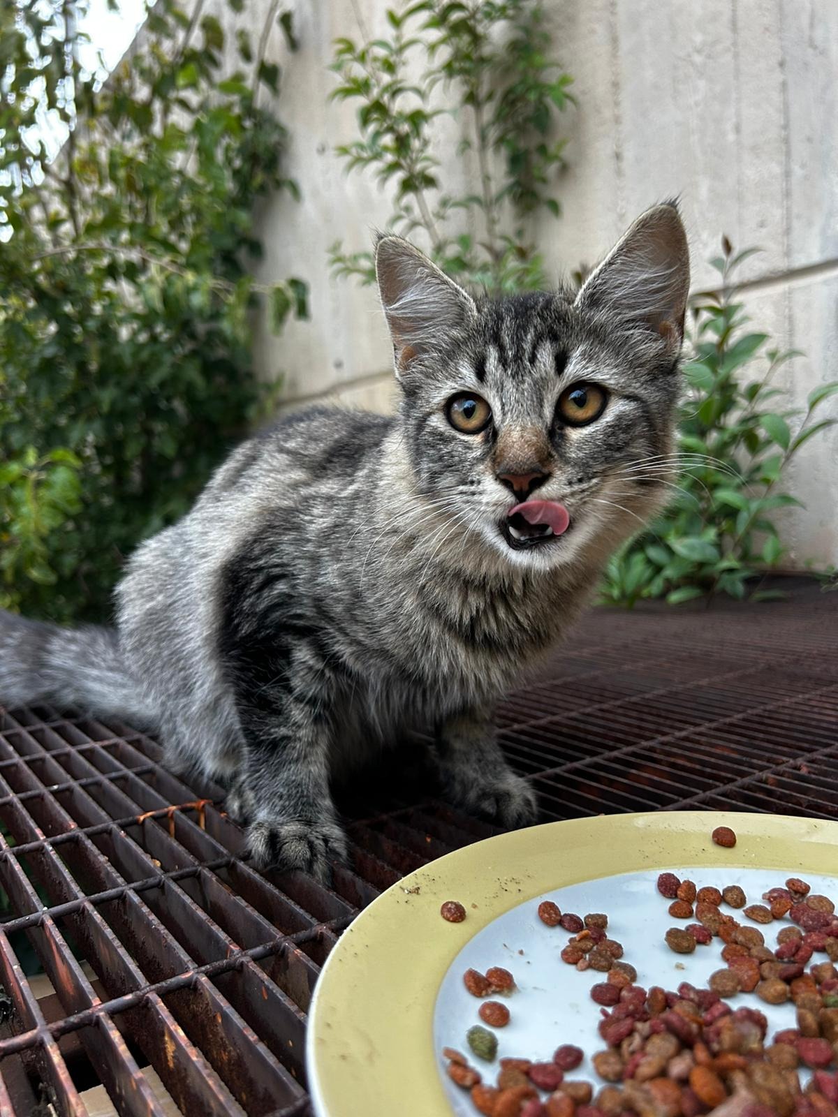 Troppi gatti da aiutare! campaign photo, 6 of 8
