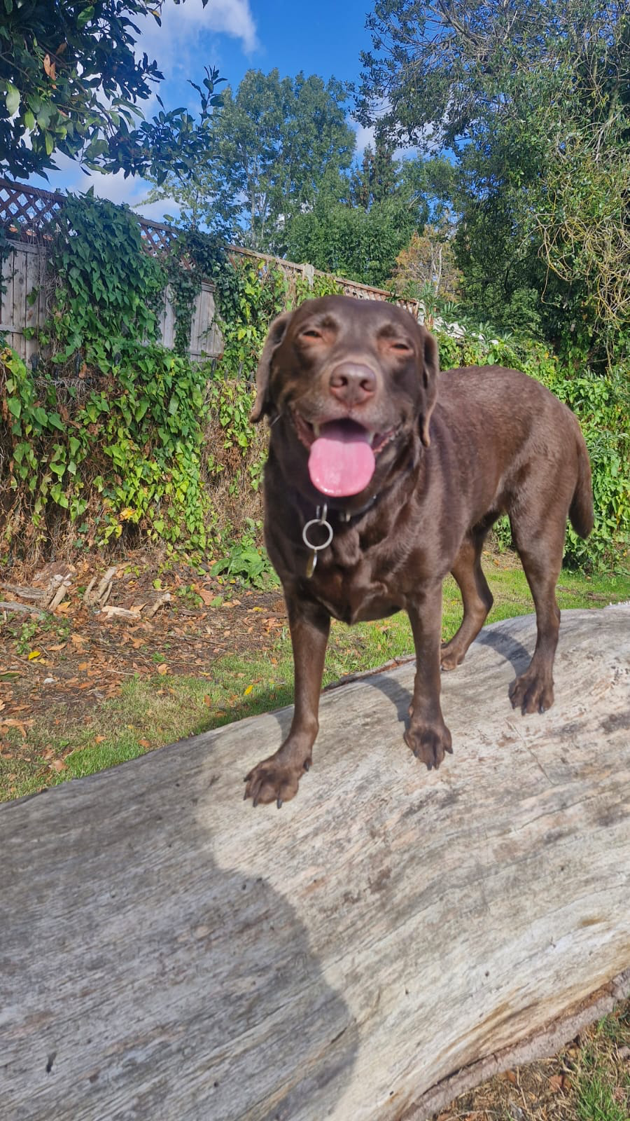Help Molly Fight for Her Life campaign photo, 2 of 8