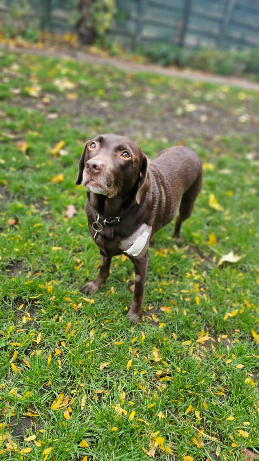 Help Molly Fight for Her Life campaign photo, 4 of 8
