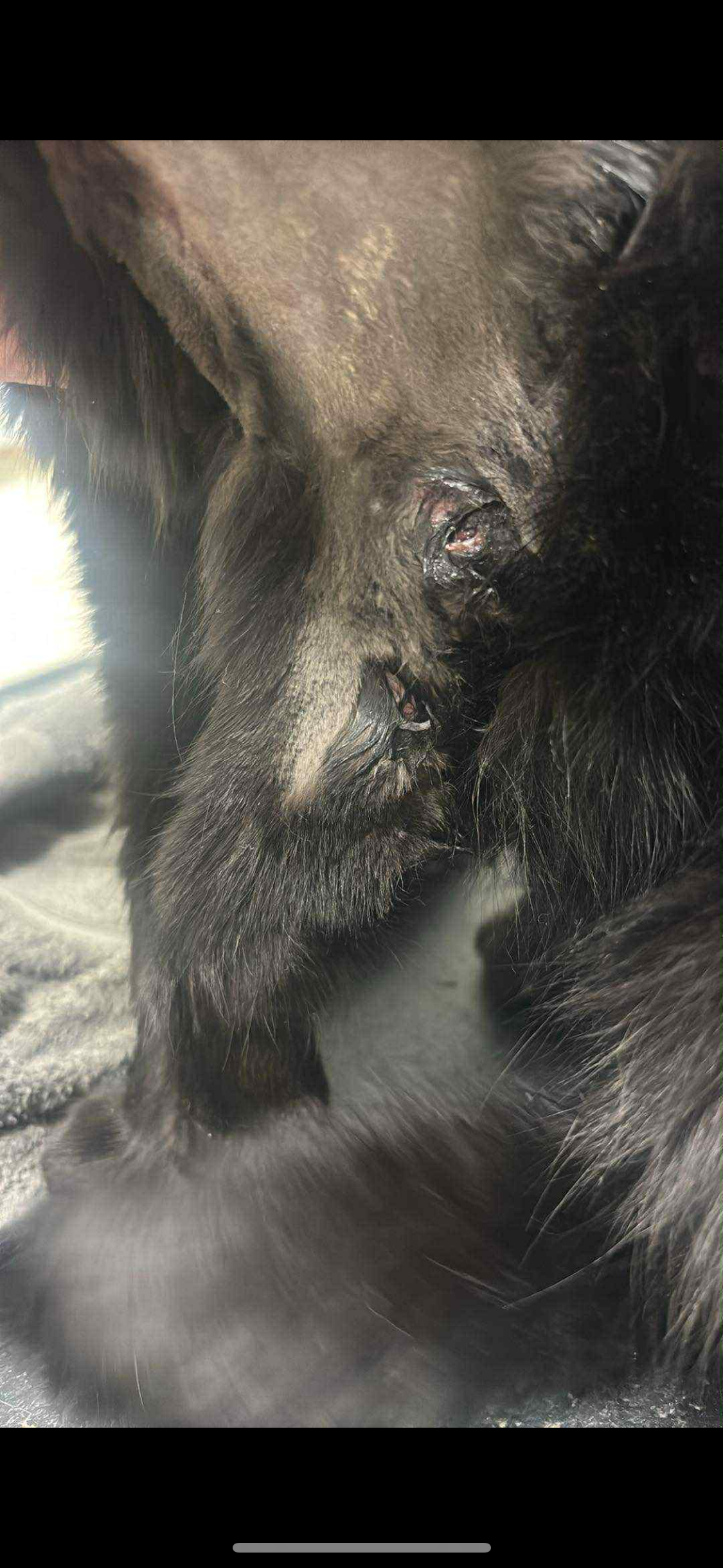 Poes heeft dringend operatie nodig campaign photo, 2 of 5