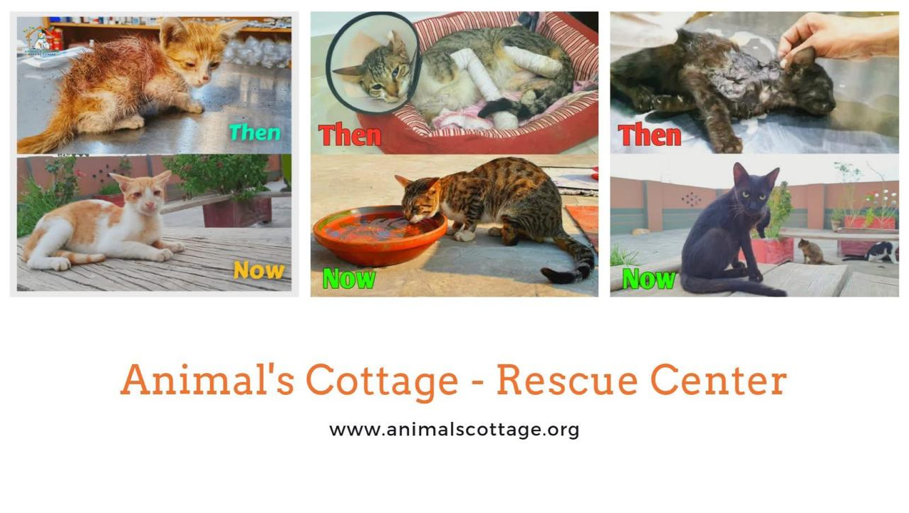 Animals Cottage Rescue Center photo