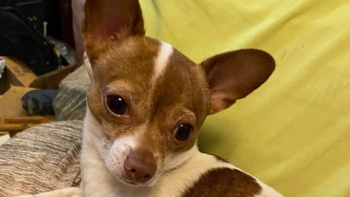 Expand Home for Rescued Animals and Service Dog photo