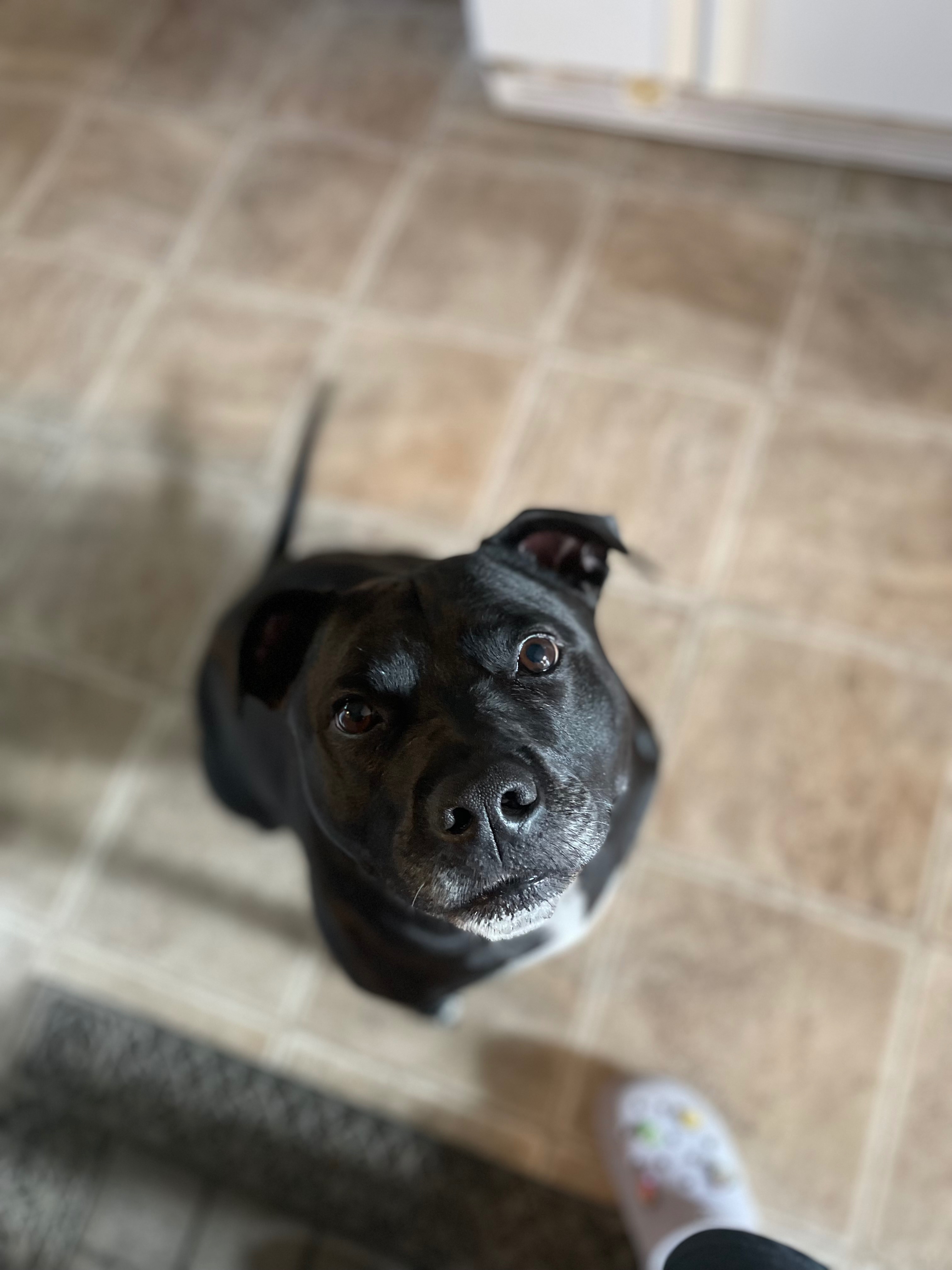 Help Moose with CCL Surgery campaign photo, 7 of 8