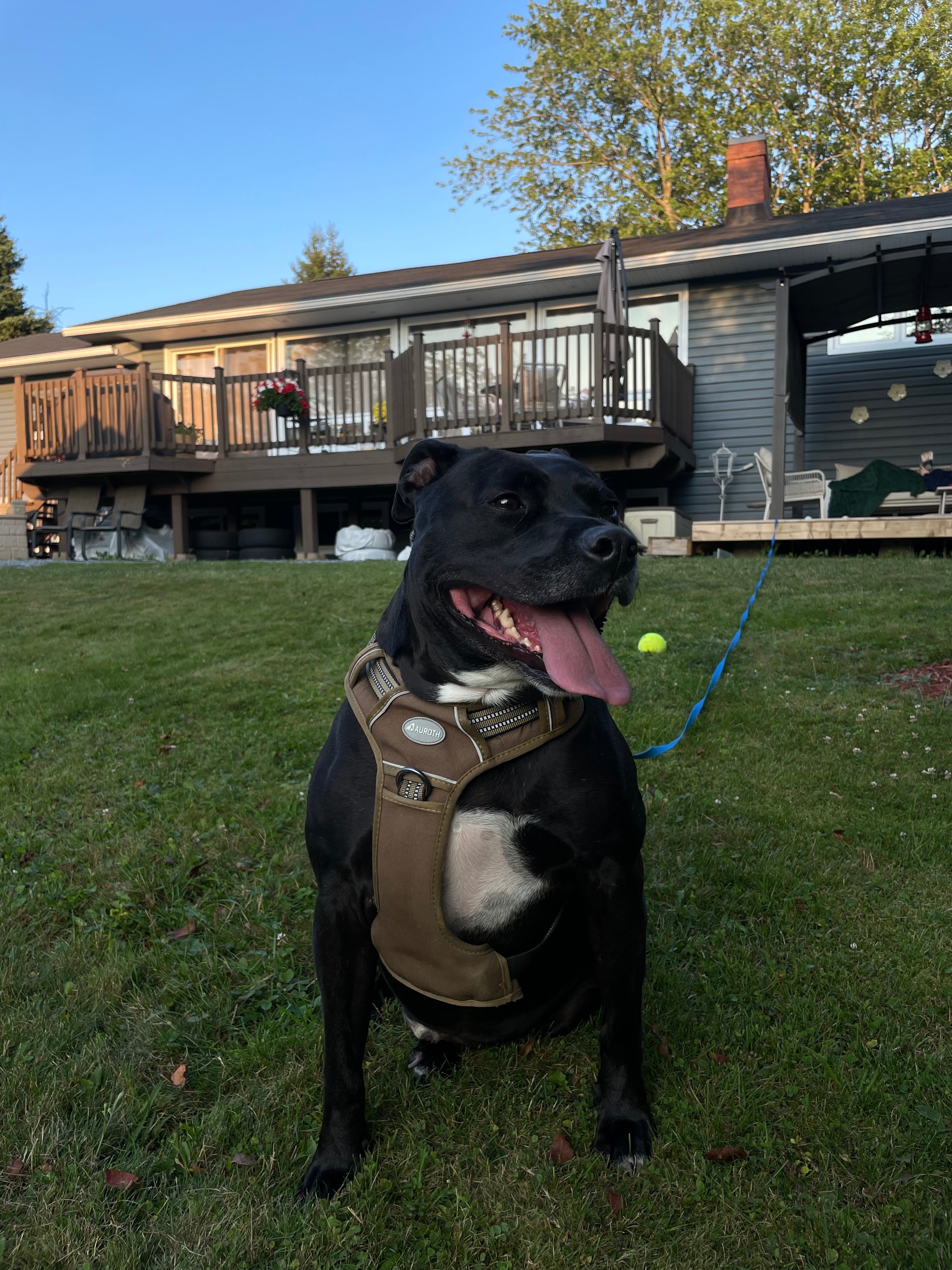 Help Moose with CCL Surgery campaign photo, 2 of 8