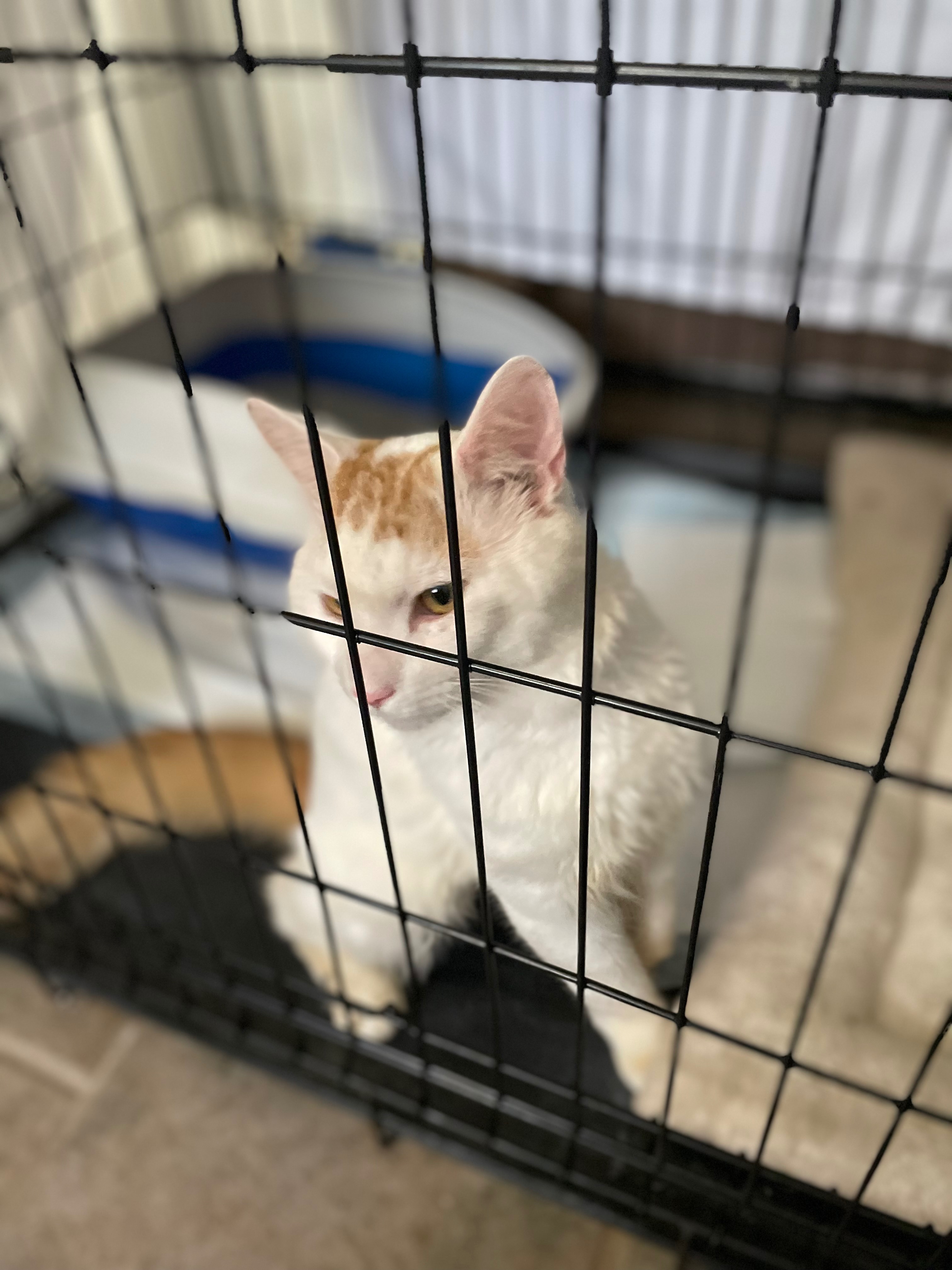 Help Duckie Get His Much-Needed Surgery campaign photo, 4 of 5