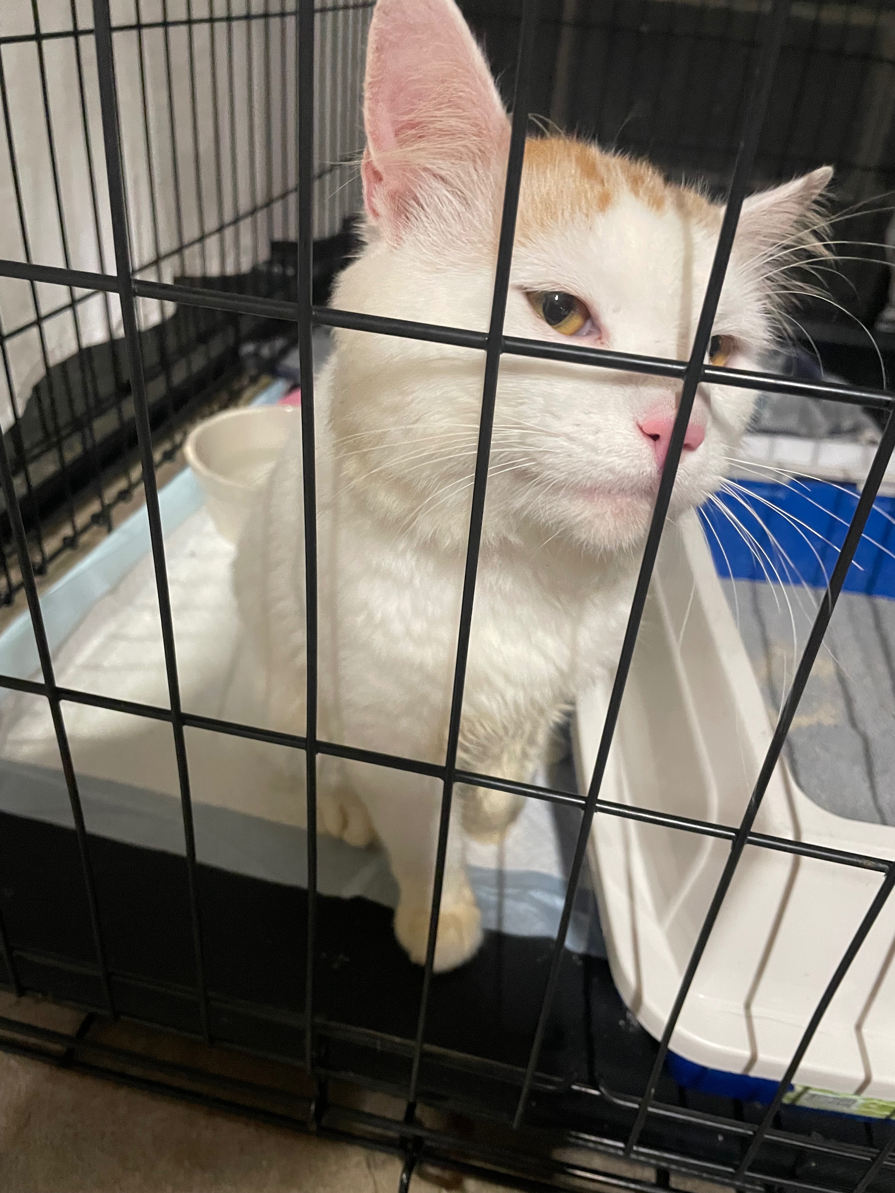 Help Duckie Get His Much-Needed Surgery campaign photo, 2 of 5