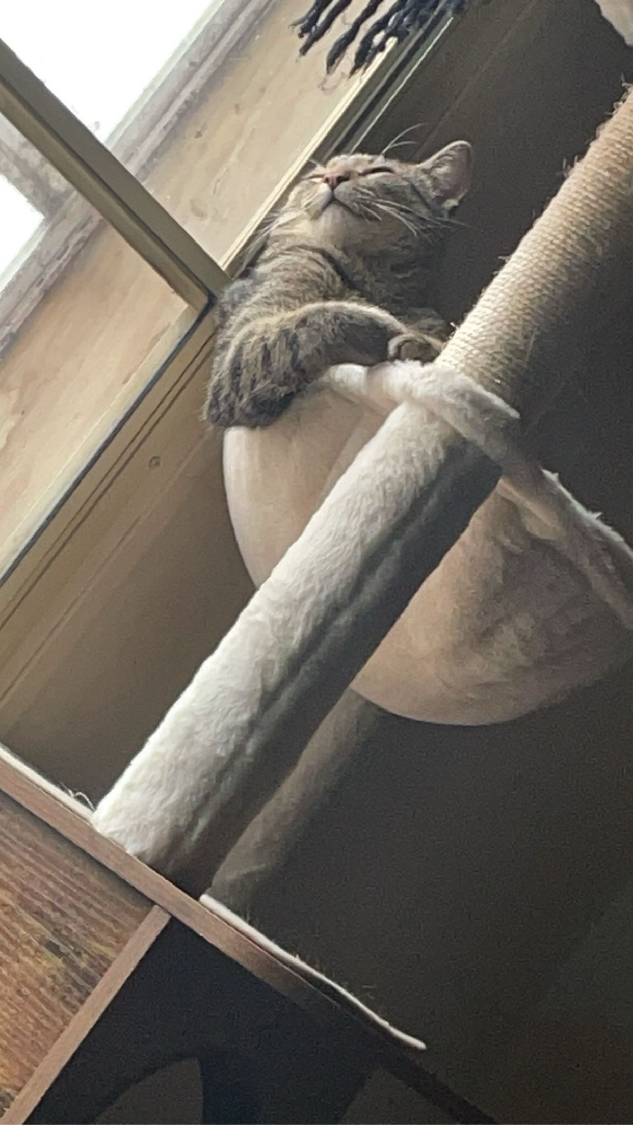 Help get our disabled therapy cat Dugan (FHO) hip surgery campaign photo, 6 of 7