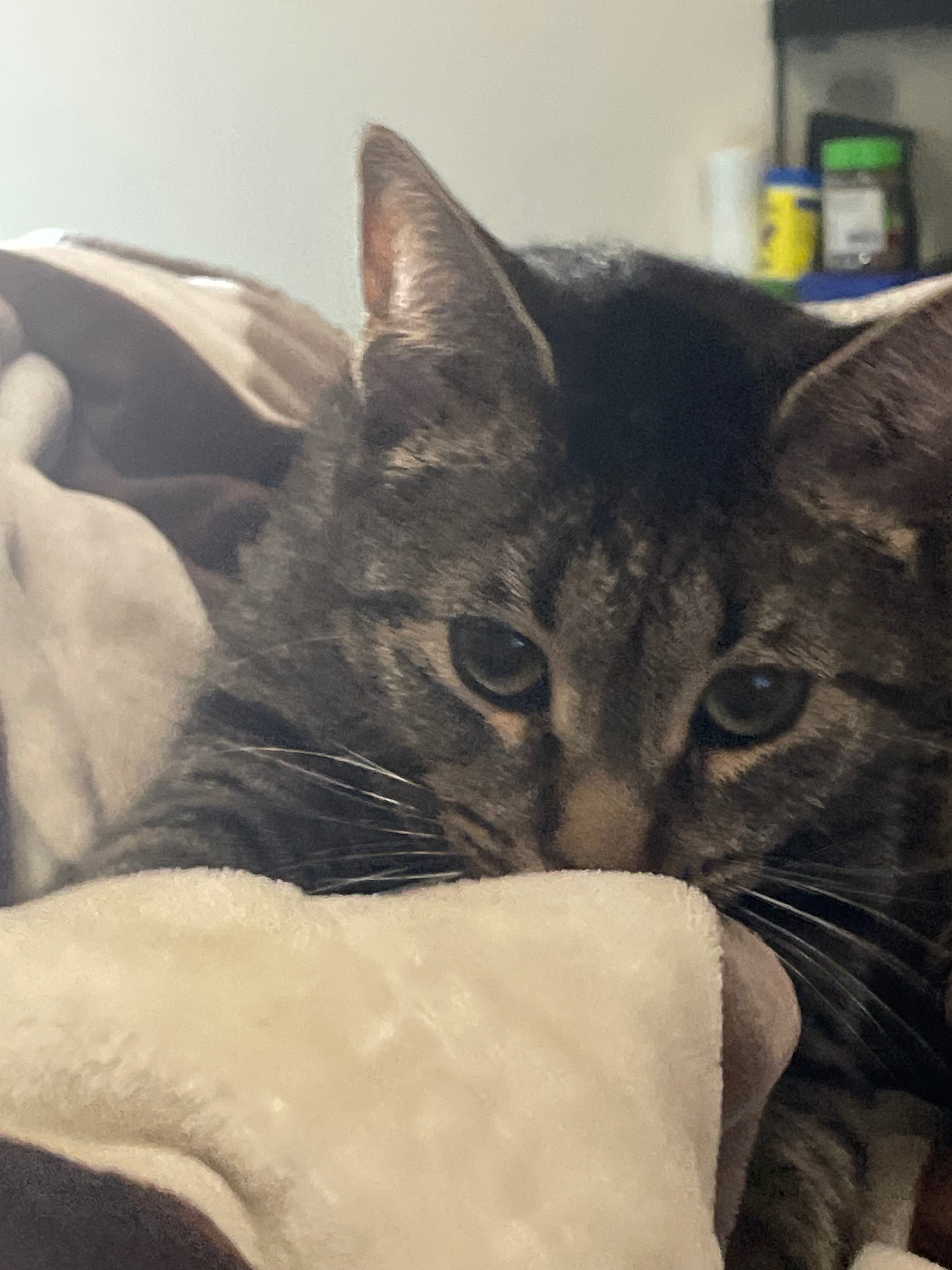 Help get our disabled therapy cat Dugan (FHO) hip surgery campaign photo, 2 of 7
