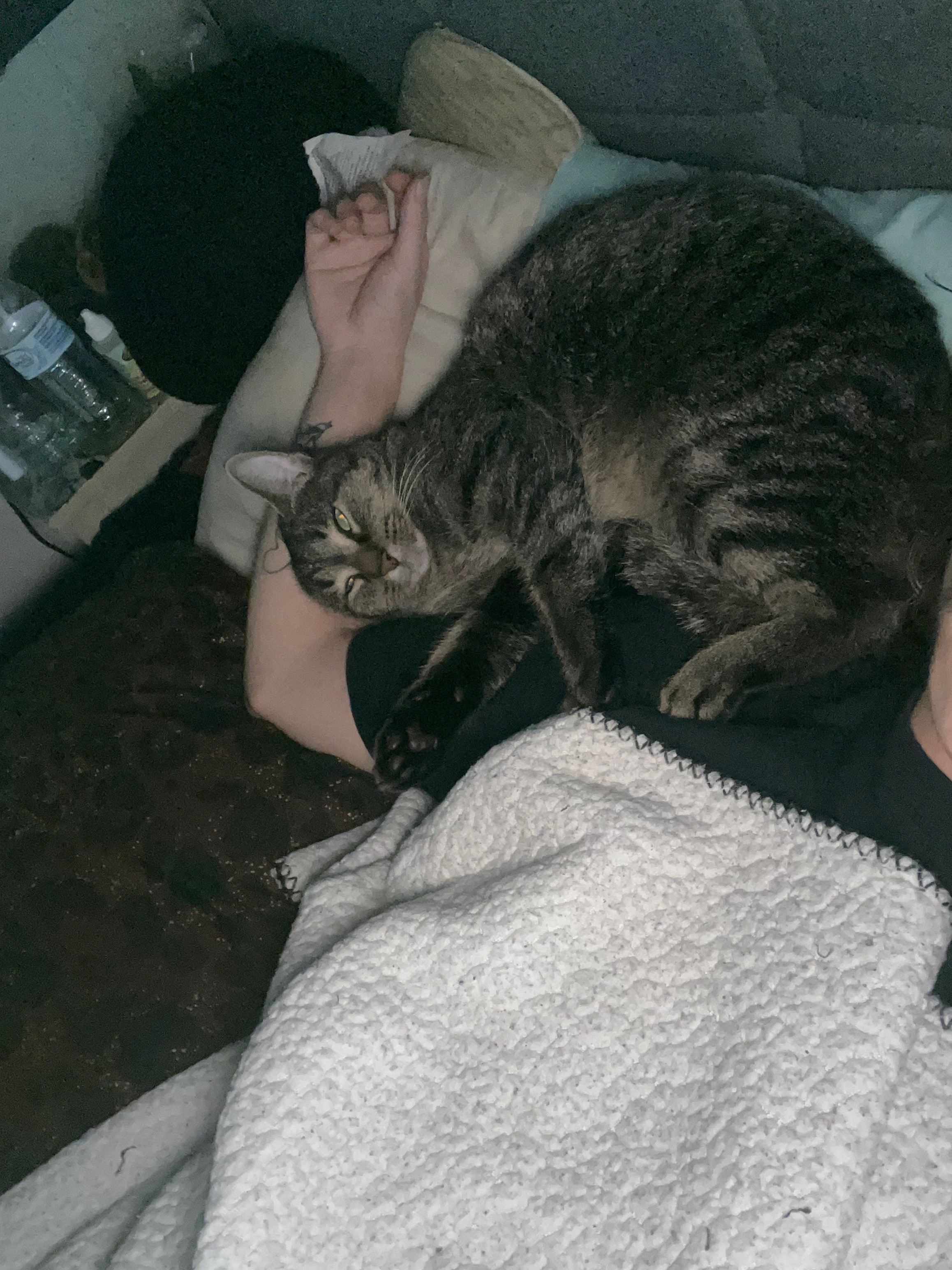 Help get our disabled therapy cat Dugan (FHO) hip surgery campaign photo, 4 of 7