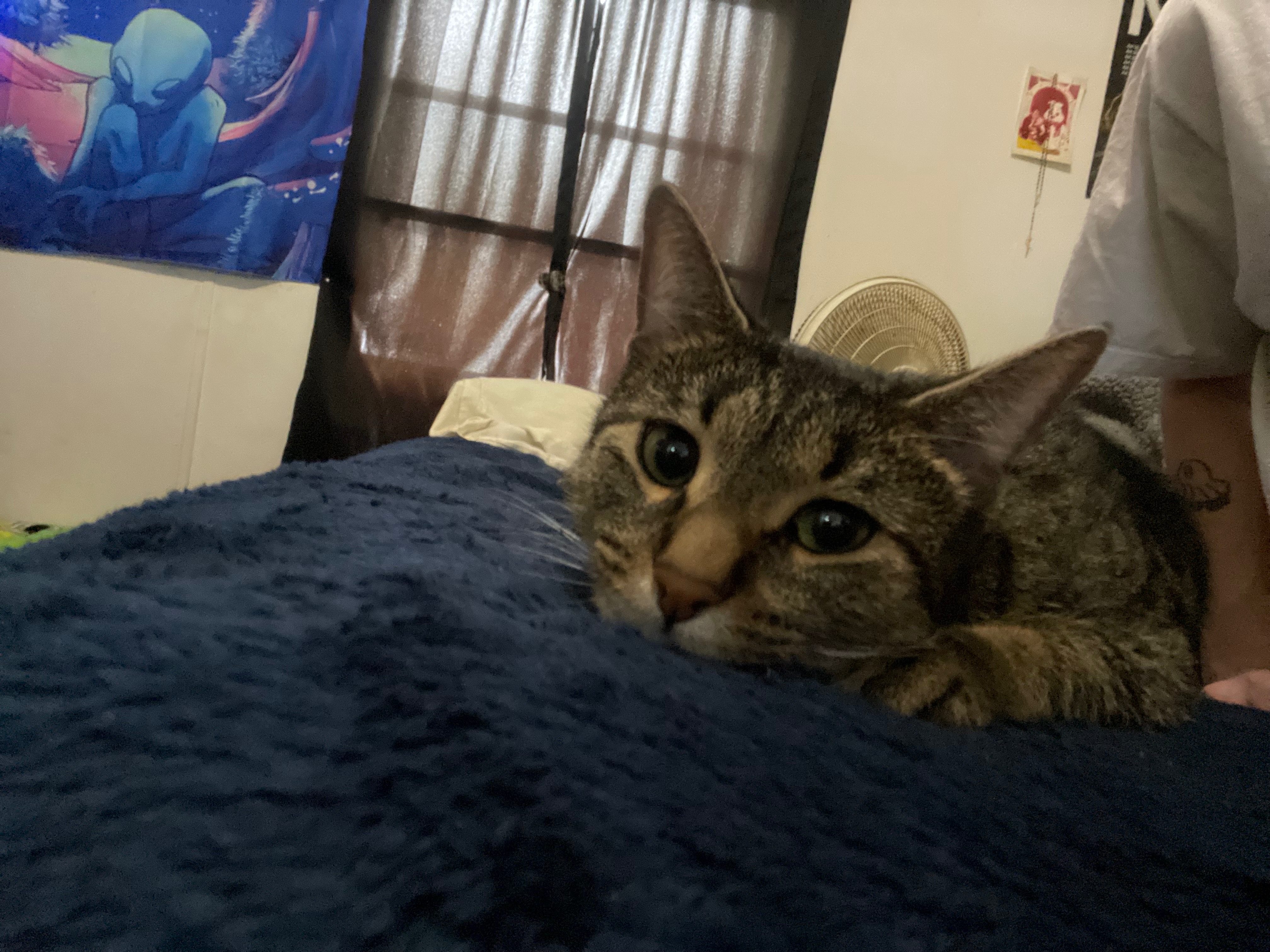 Help get our disabled therapy cat Dugan (FHO) hip surgery campaign photo, 5 of 7
