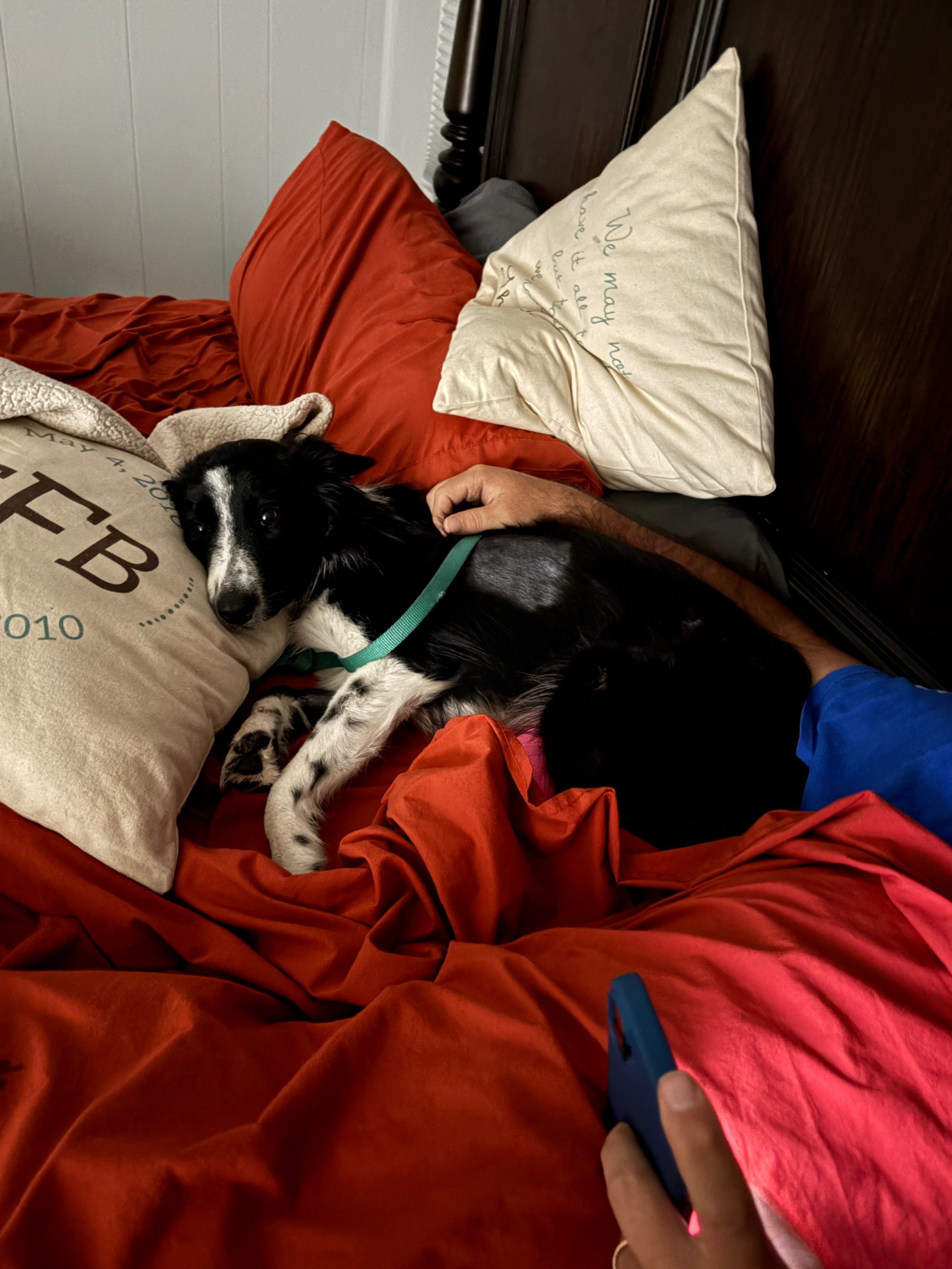 Donate to Save Domino's Leg and Bright Future campaign photo, 7 of 8