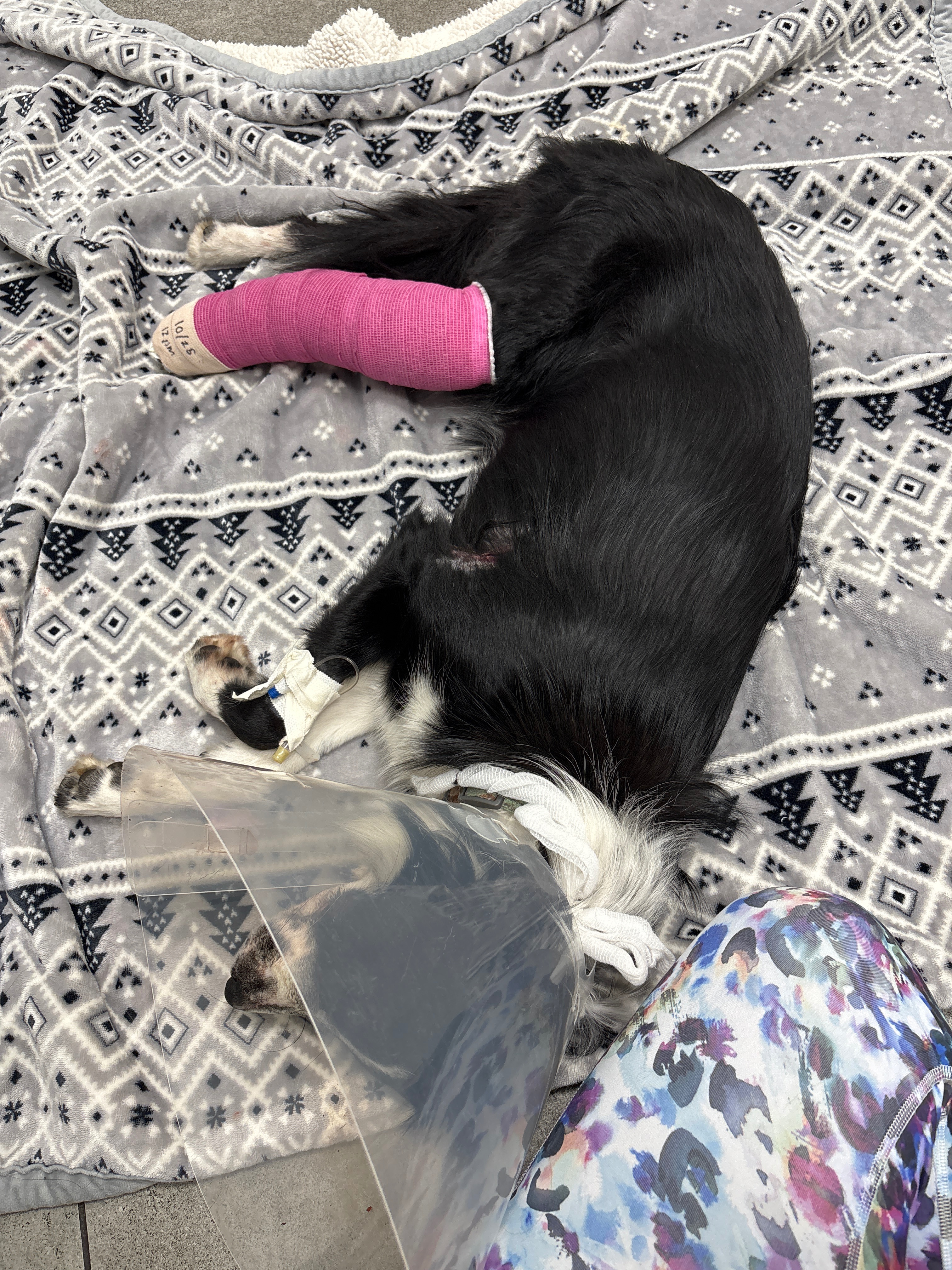 Donate to Save Domino's Leg and Bright Future campaign photo, 2 of 8