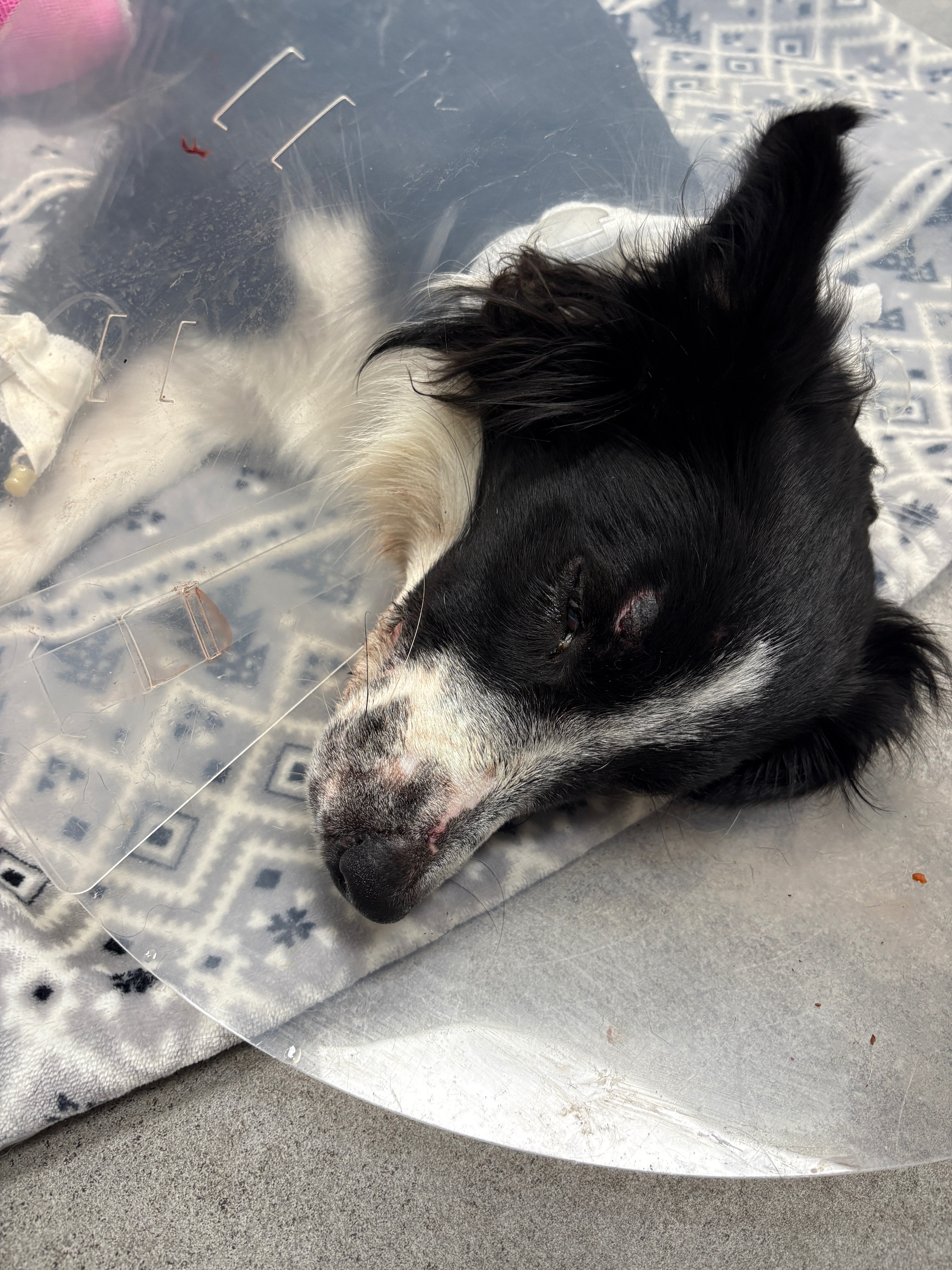 Donate to Save Domino's Leg and Bright Future campaign photo, 4 of 8