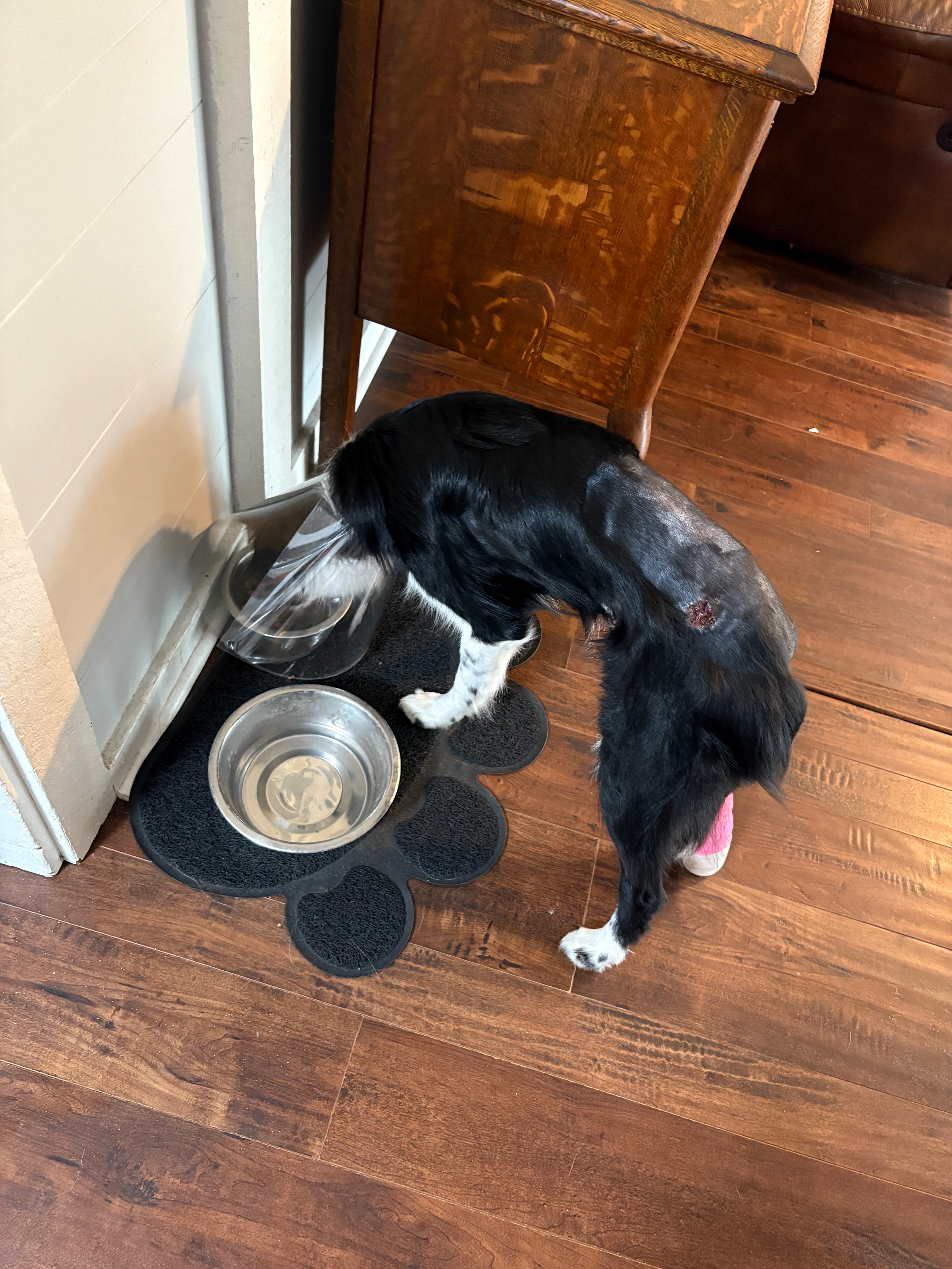 Donate to Save Domino's Leg and Bright Future campaign photo, 5 of 8