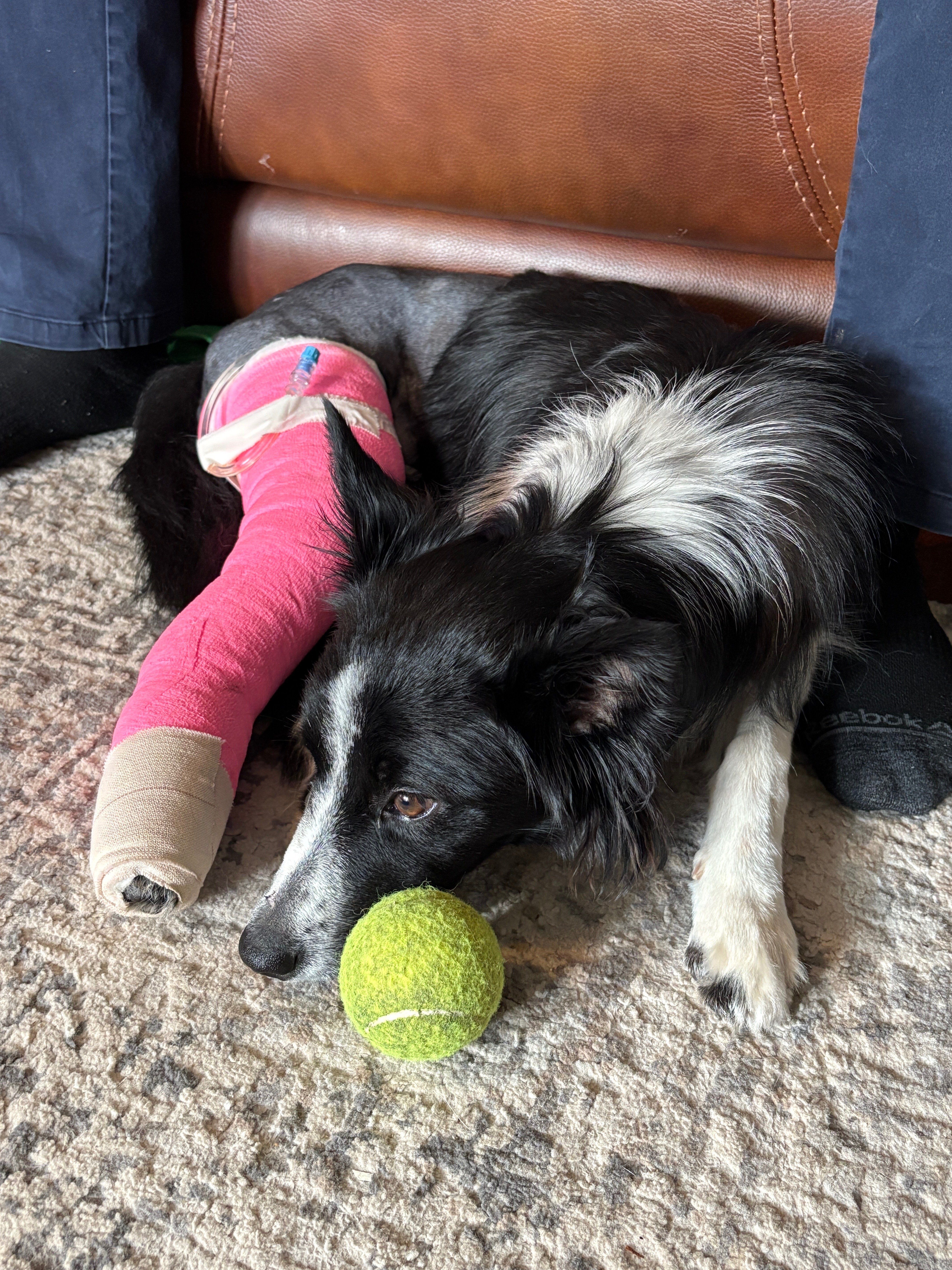Donate to Save Domino's Leg and Bright Future campaign photo, 6 of 8