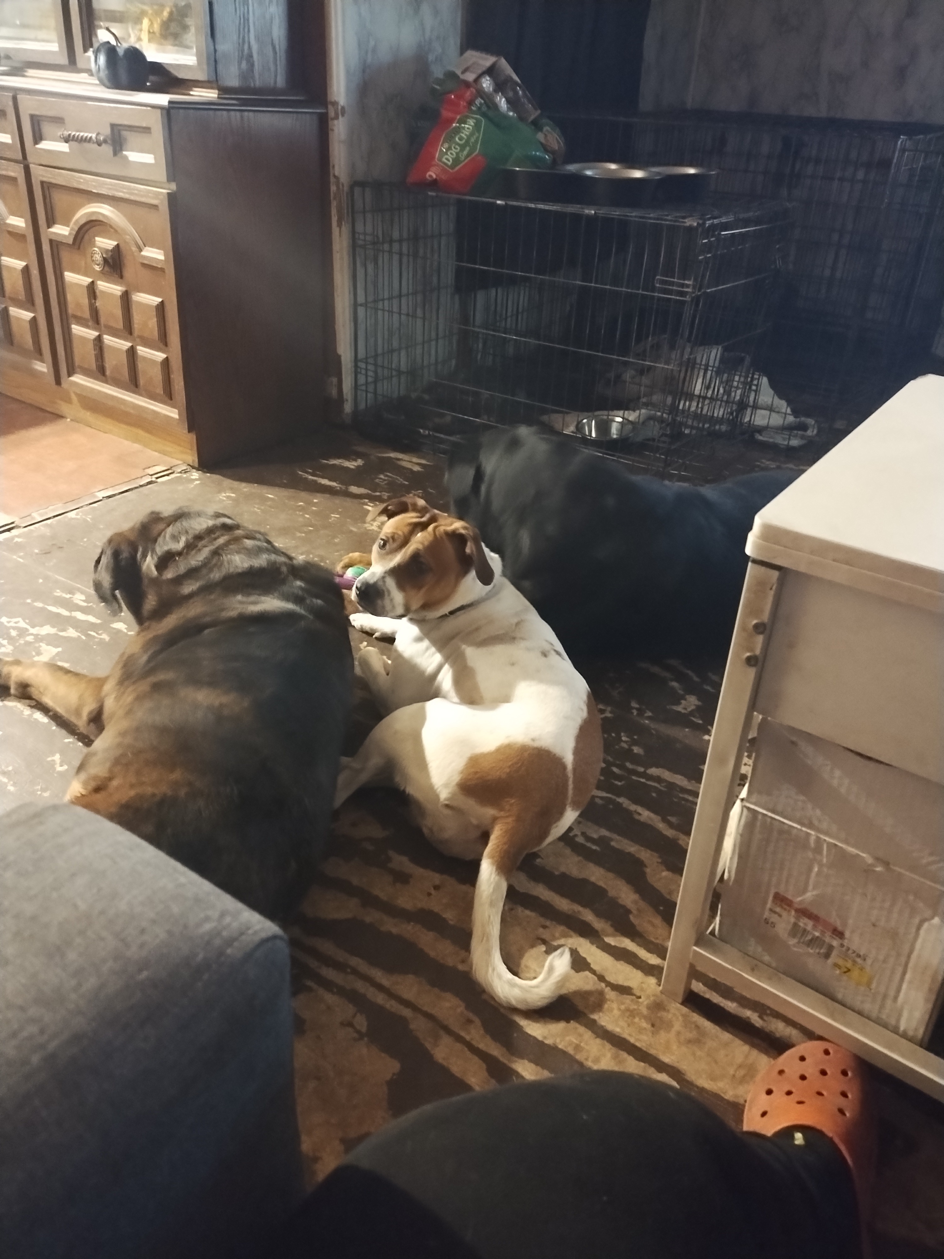 Help Missy Get Life-Saving Surgery campaign photo, 2 of 8