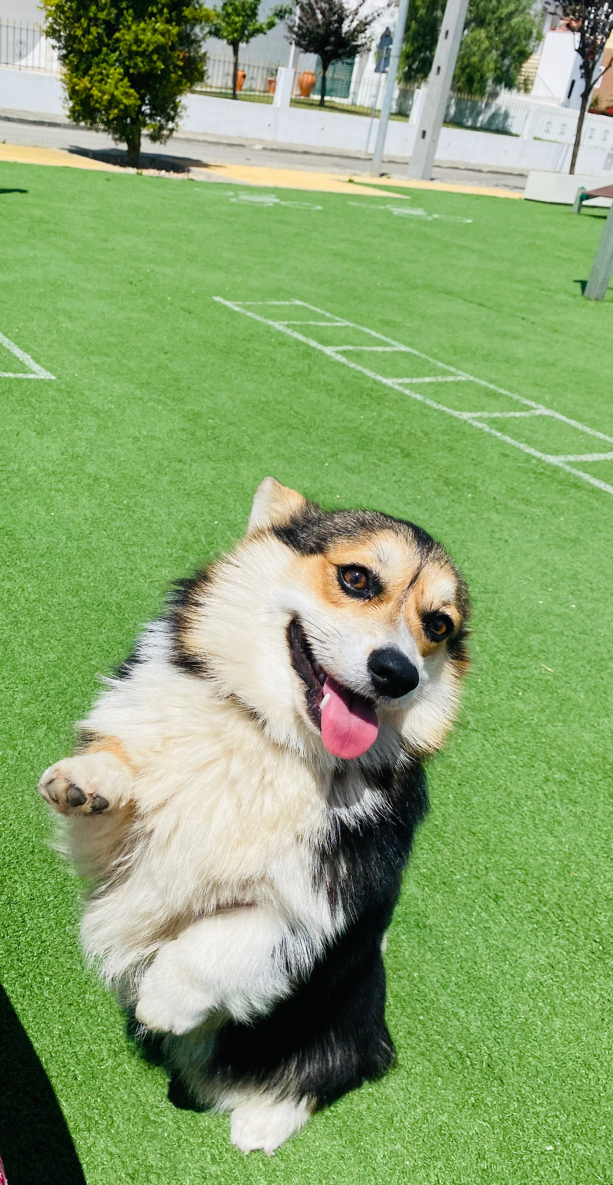 Our Corgy Pembroke needs urgent surgery and help campaign photo, 6 of 7