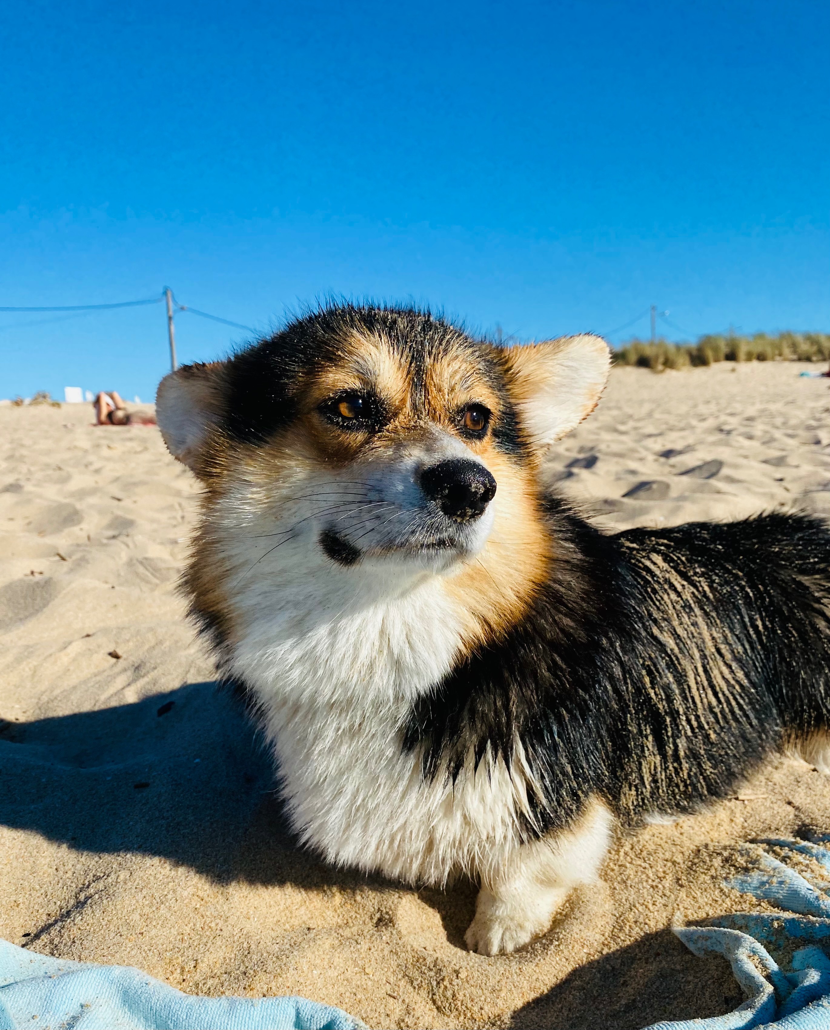 Our Corgy Pembroke needs urgent surgery and help campaign photo, 4 of 7