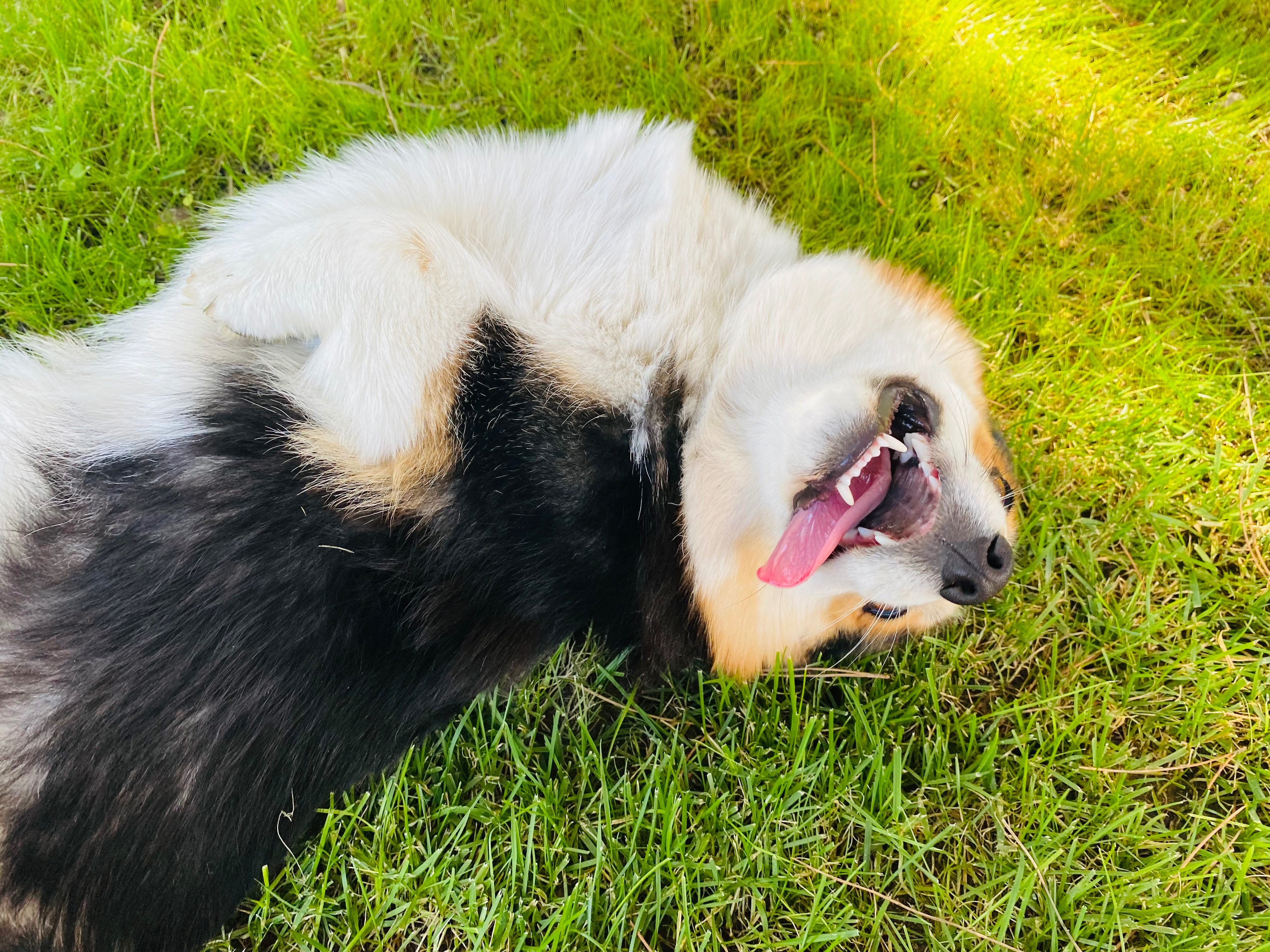 Our Corgy Pembroke needs urgent surgery and help campaign photo, 5 of 7