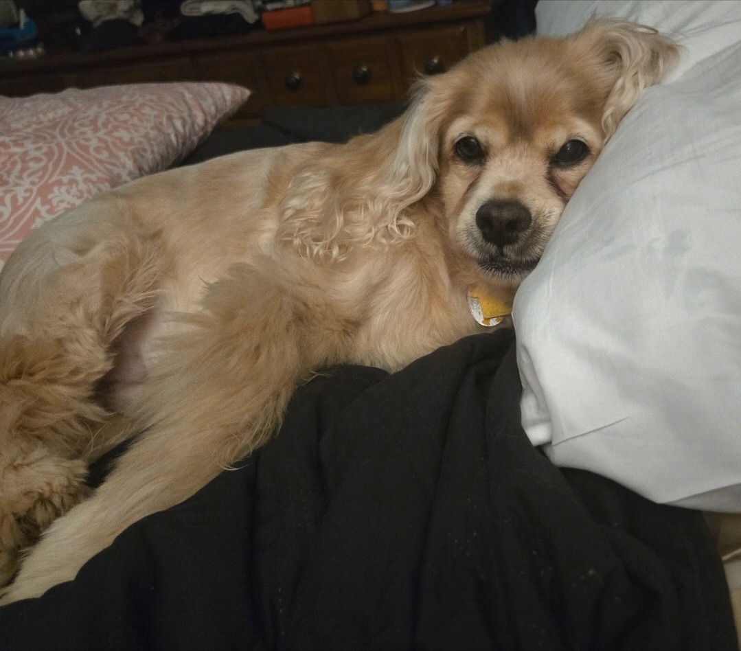 Help Jax Get the Surgery He Needs campaign photo, 4 of 5