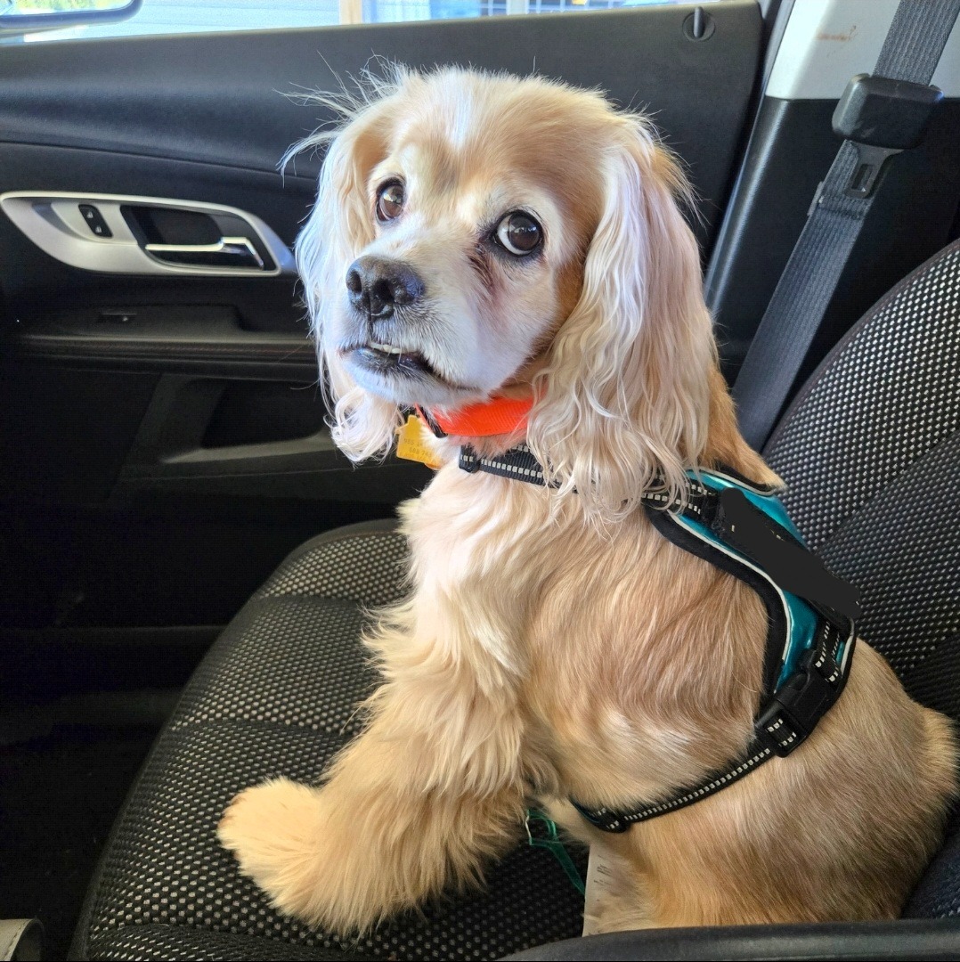 Help Jax Get the Surgery He Needs campaign photo, 2 of 5