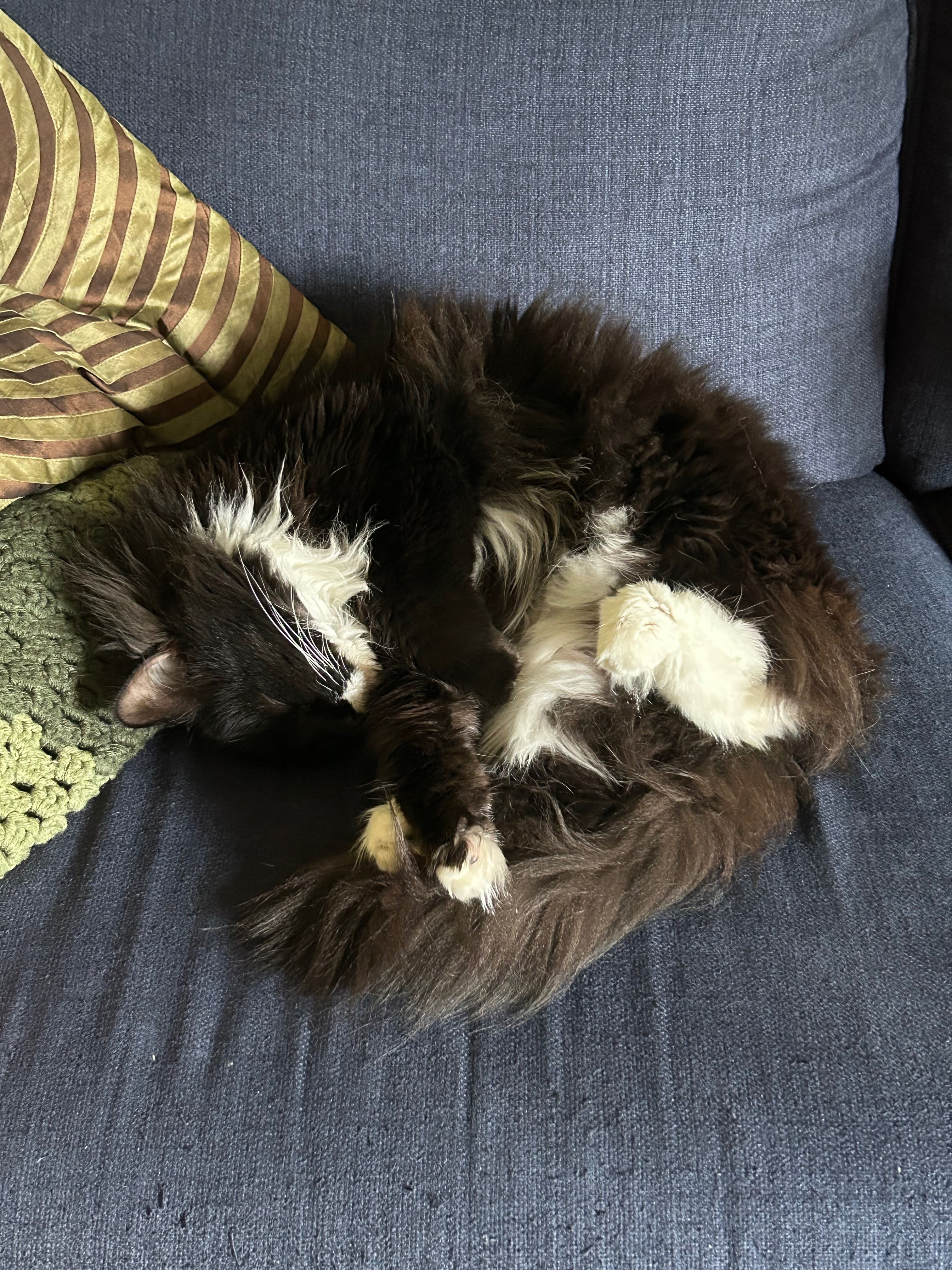 Help Miso Live Pain-Free: Dental Surgery Fund campaign photo, 4 of 7