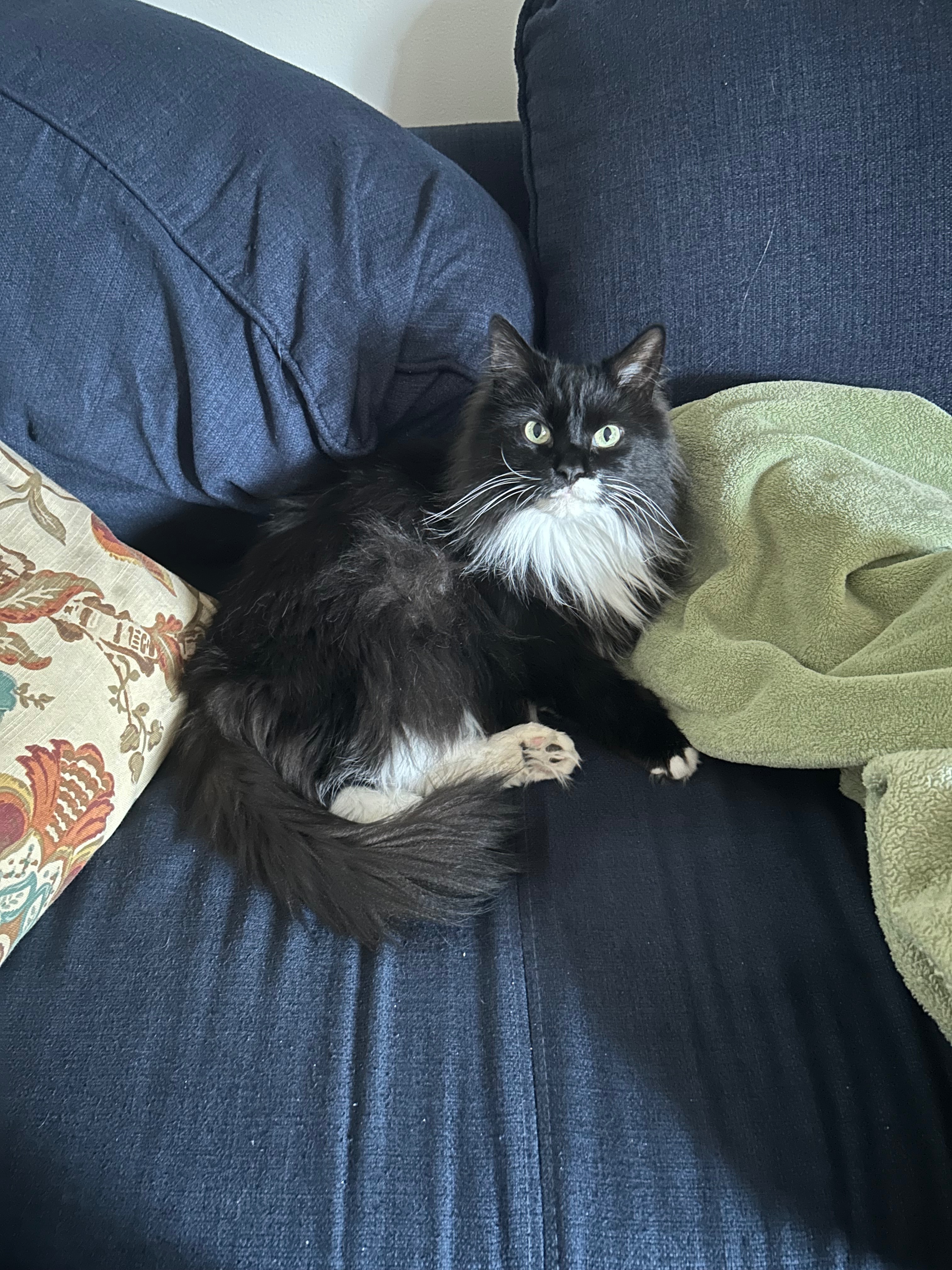 Help Miso Live Pain-Free: Dental Surgery Fund campaign photo, 2 of 7