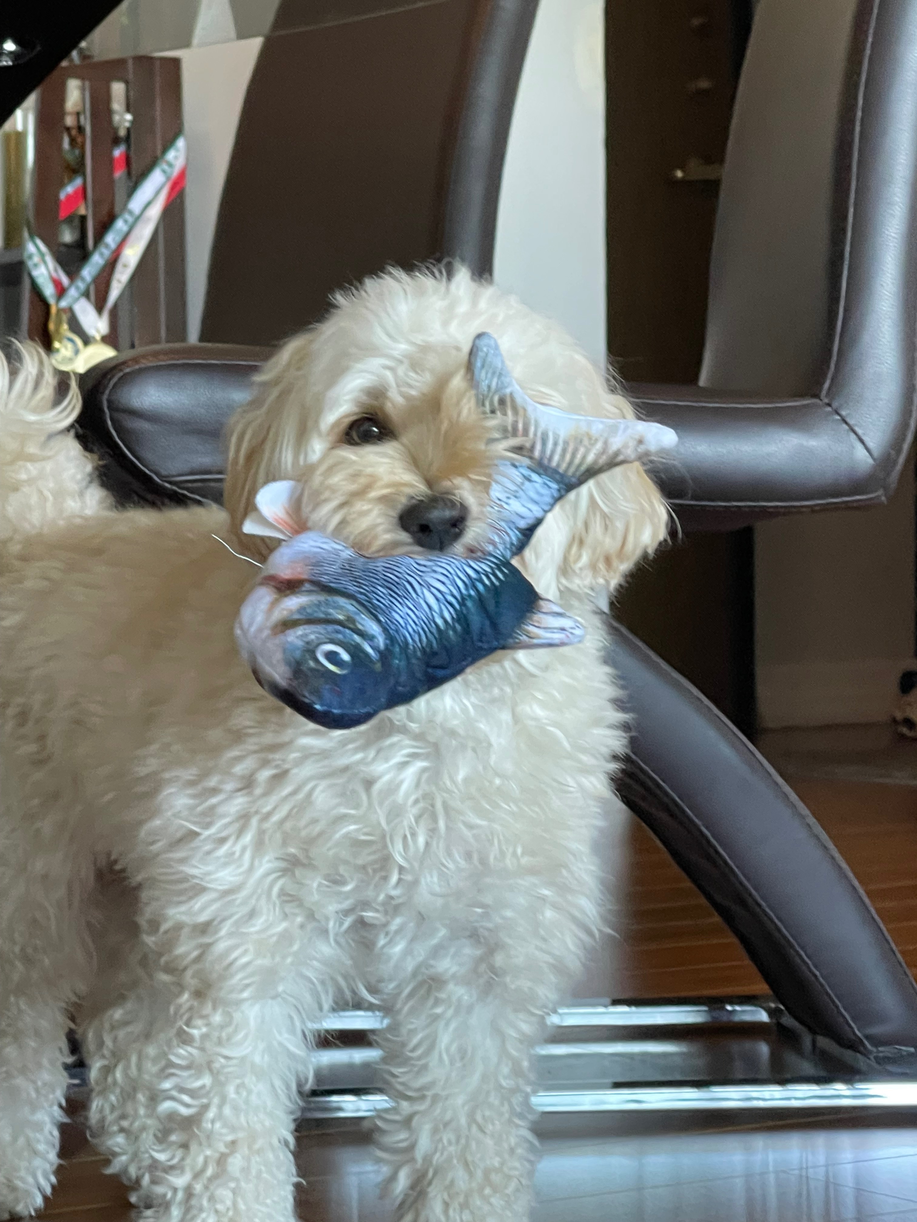 Donate to help for my dogs life saving surgery campaign photo, 7 of 8