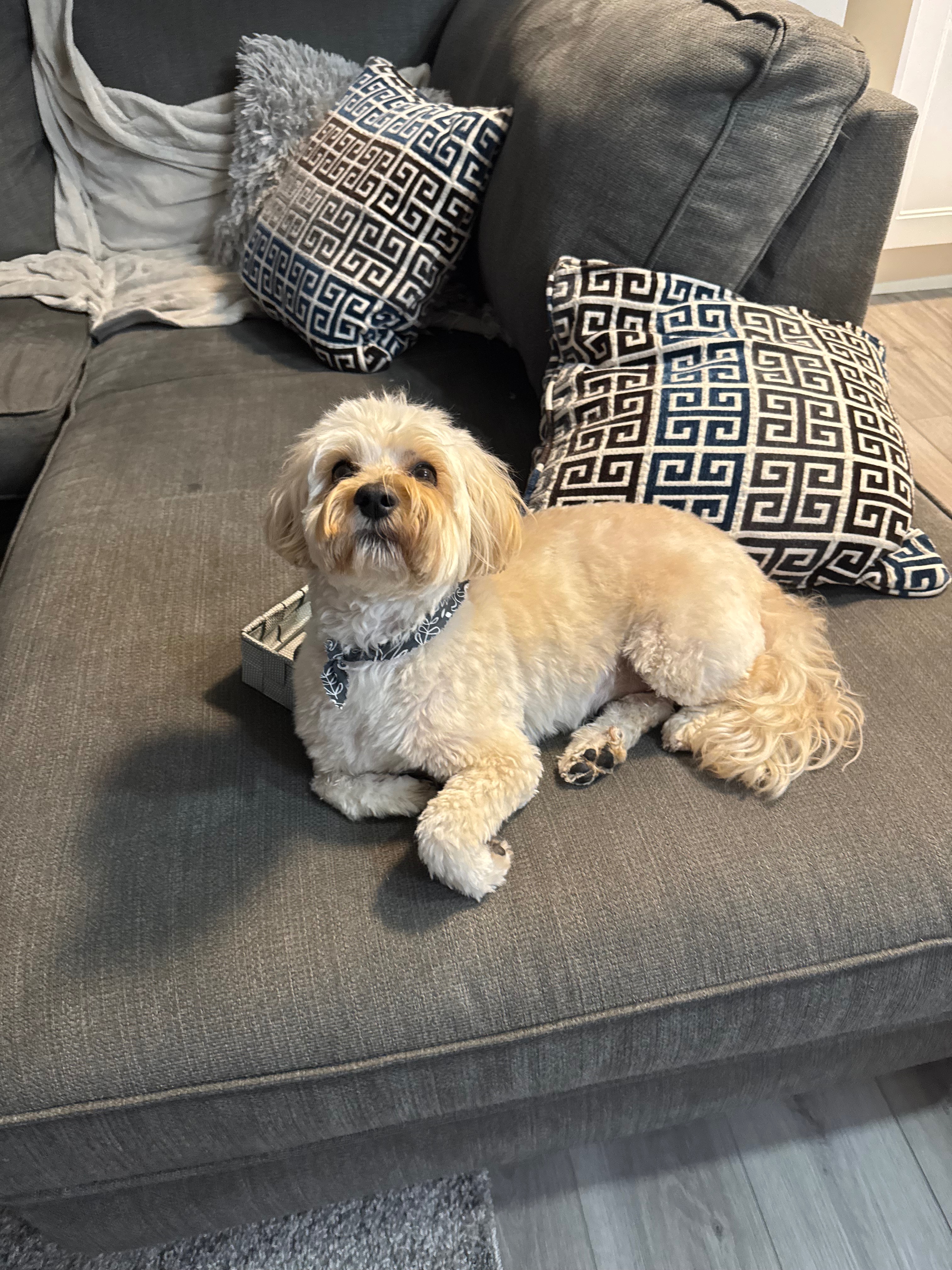 Donate to help for my dogs life saving surgery campaign photo, 4 of 8